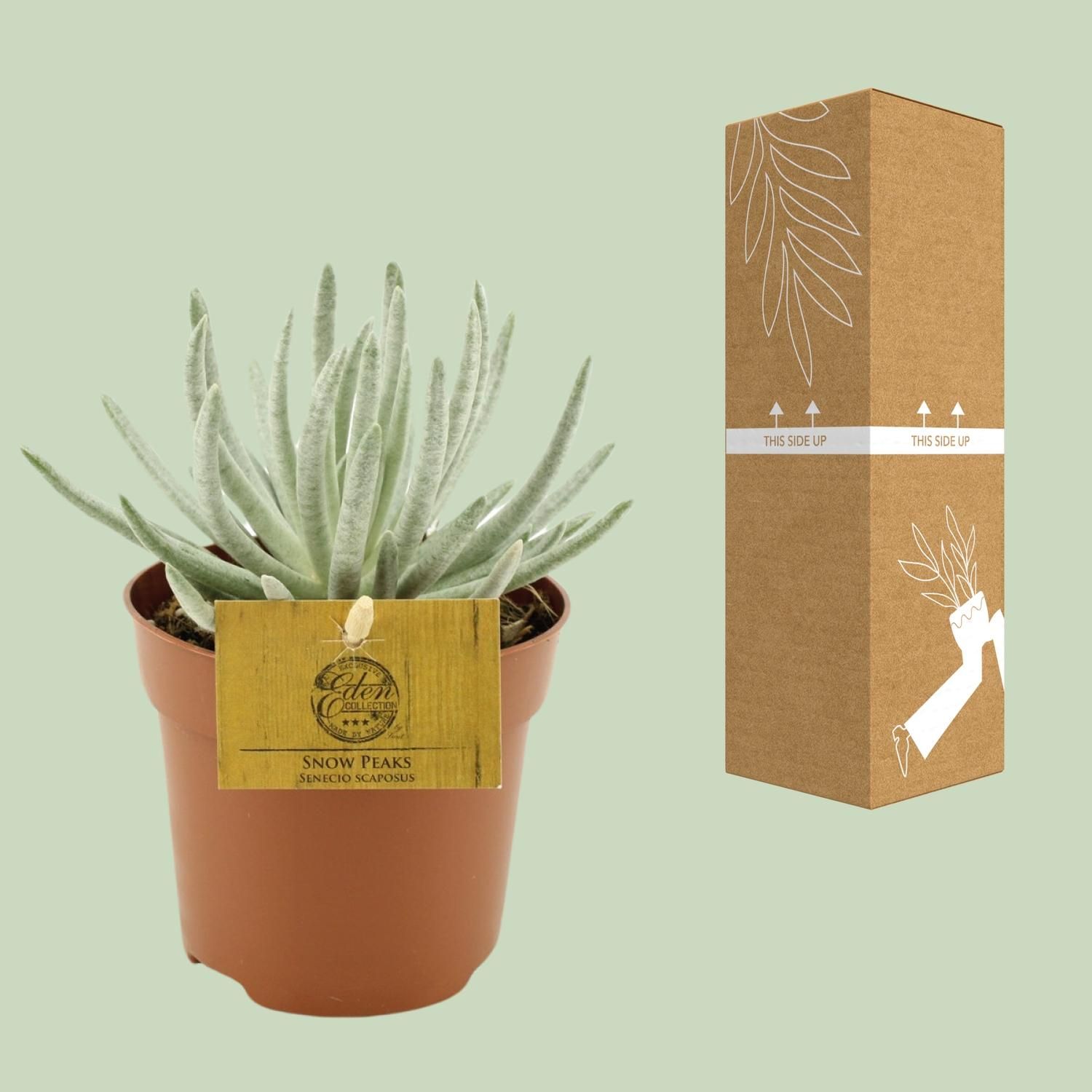 Senecio Scaposus Pflanze mit lebendigen Blüten