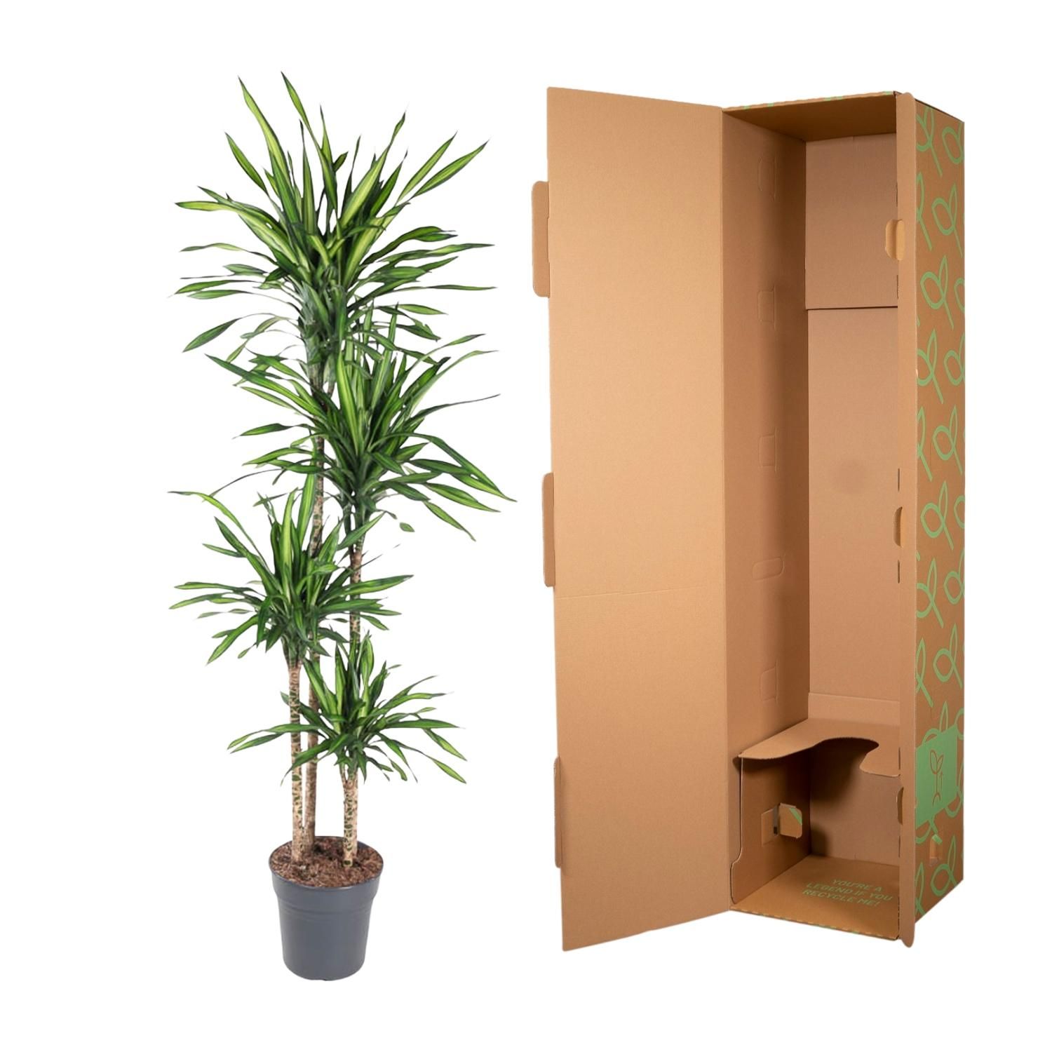 Dracaena Riki elegante Zimmerpflanze
