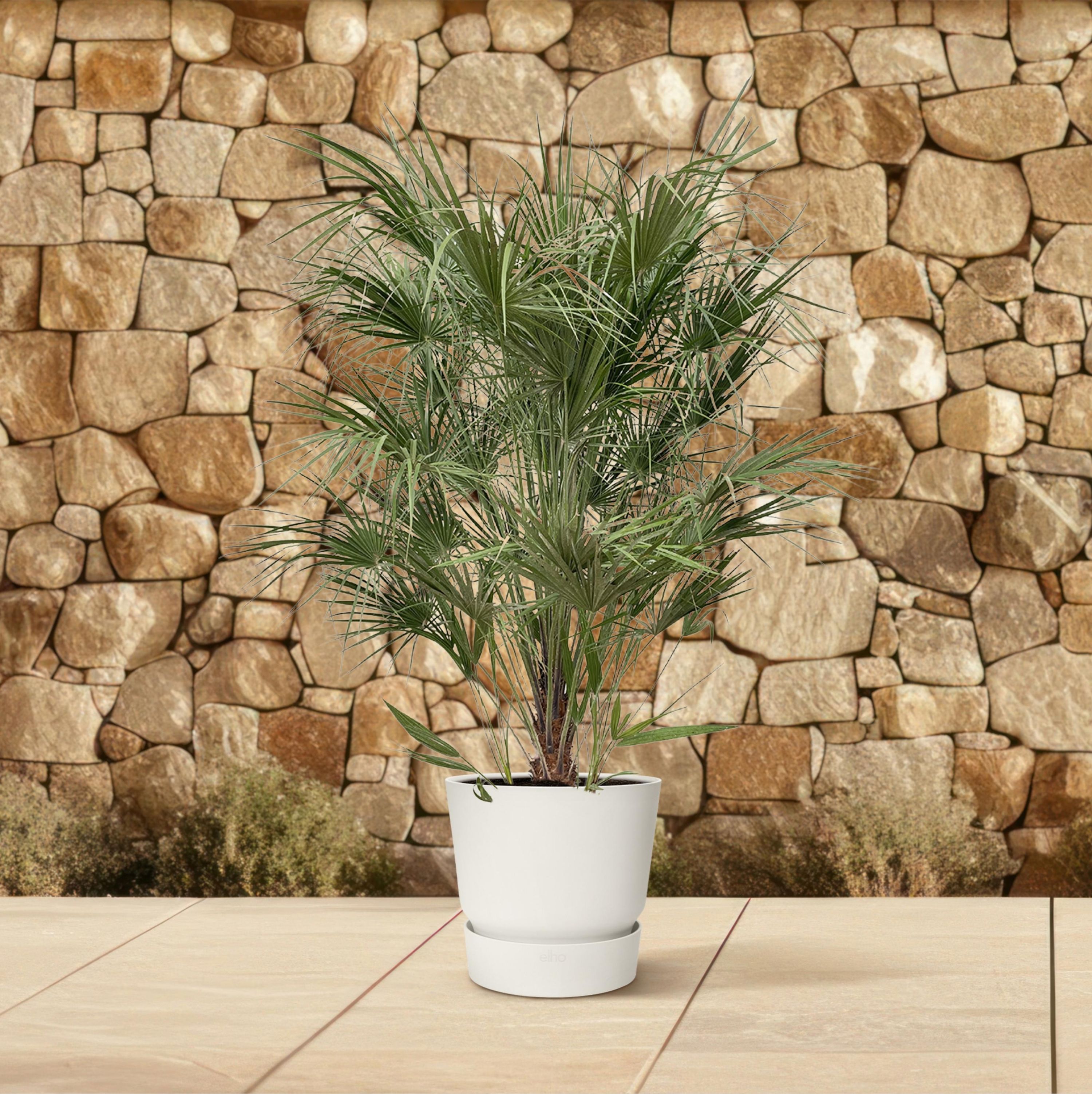 Chamaerops Humilis Mediterrane Zwergpalme