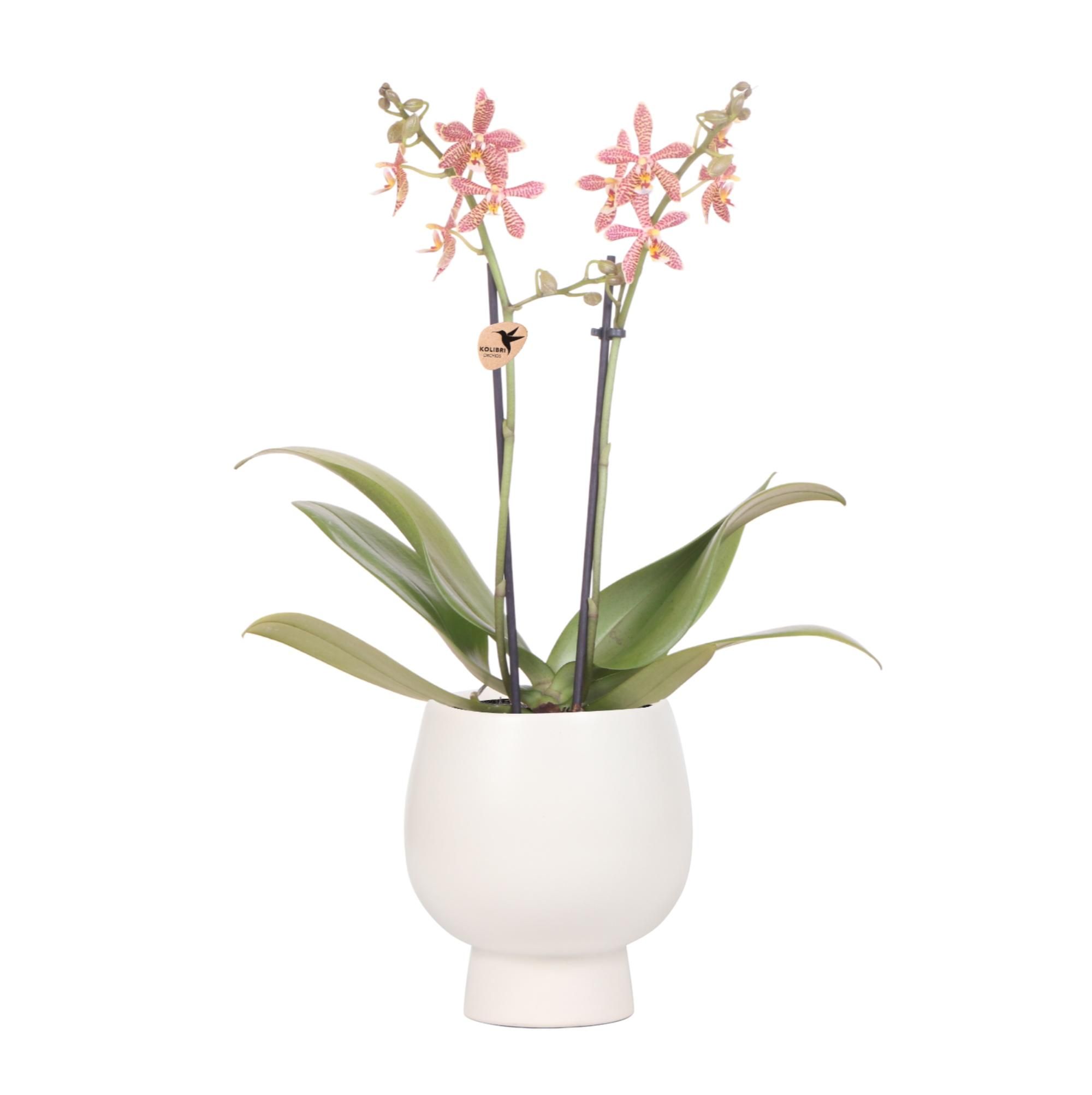 Phalaenopsis Orchidee Orange | Spider-Blüte – Topfgröße Ø9cm | Blühende Zimmerpflanze