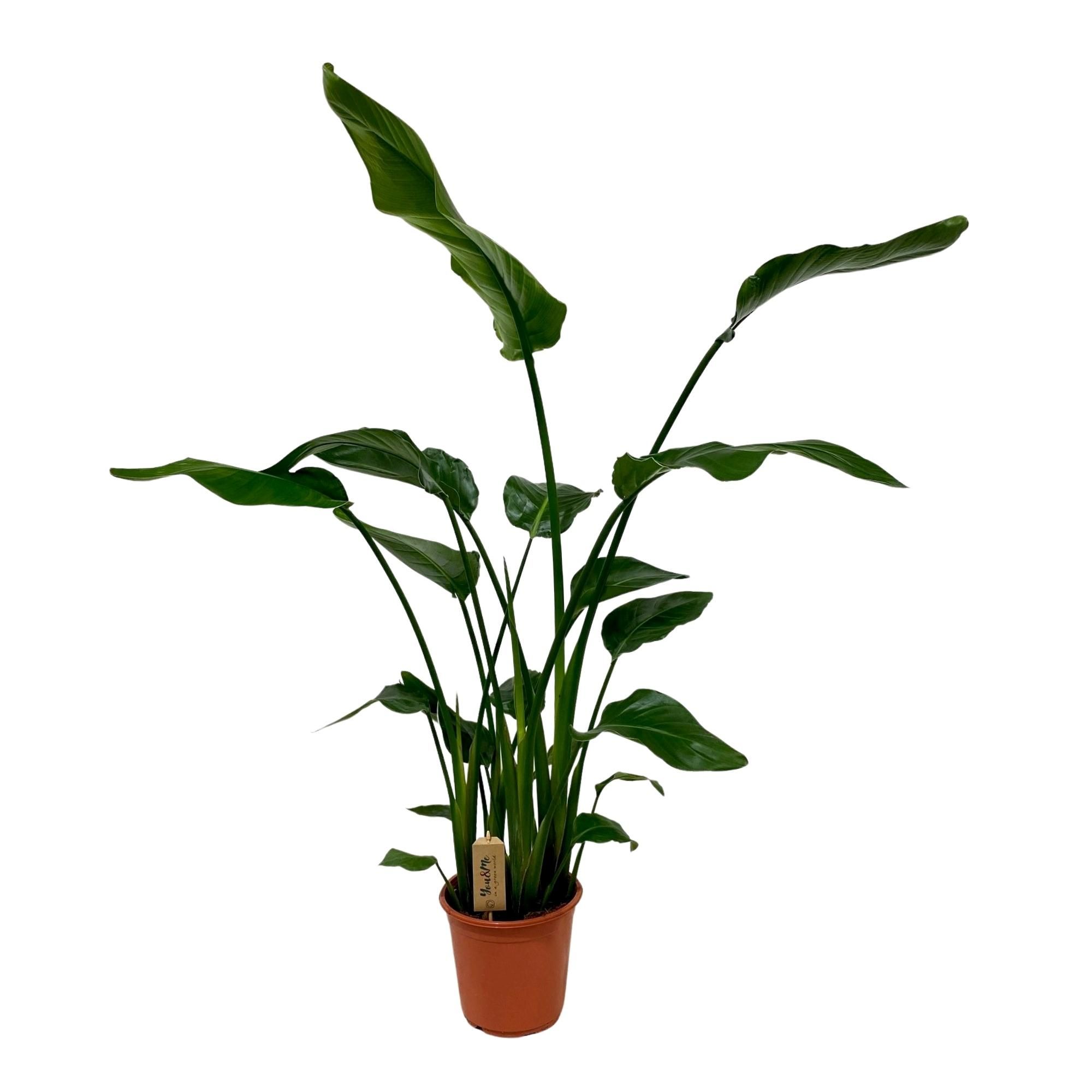 Strelitzia Nicolai - Exotischer Paradiesvogelbaum