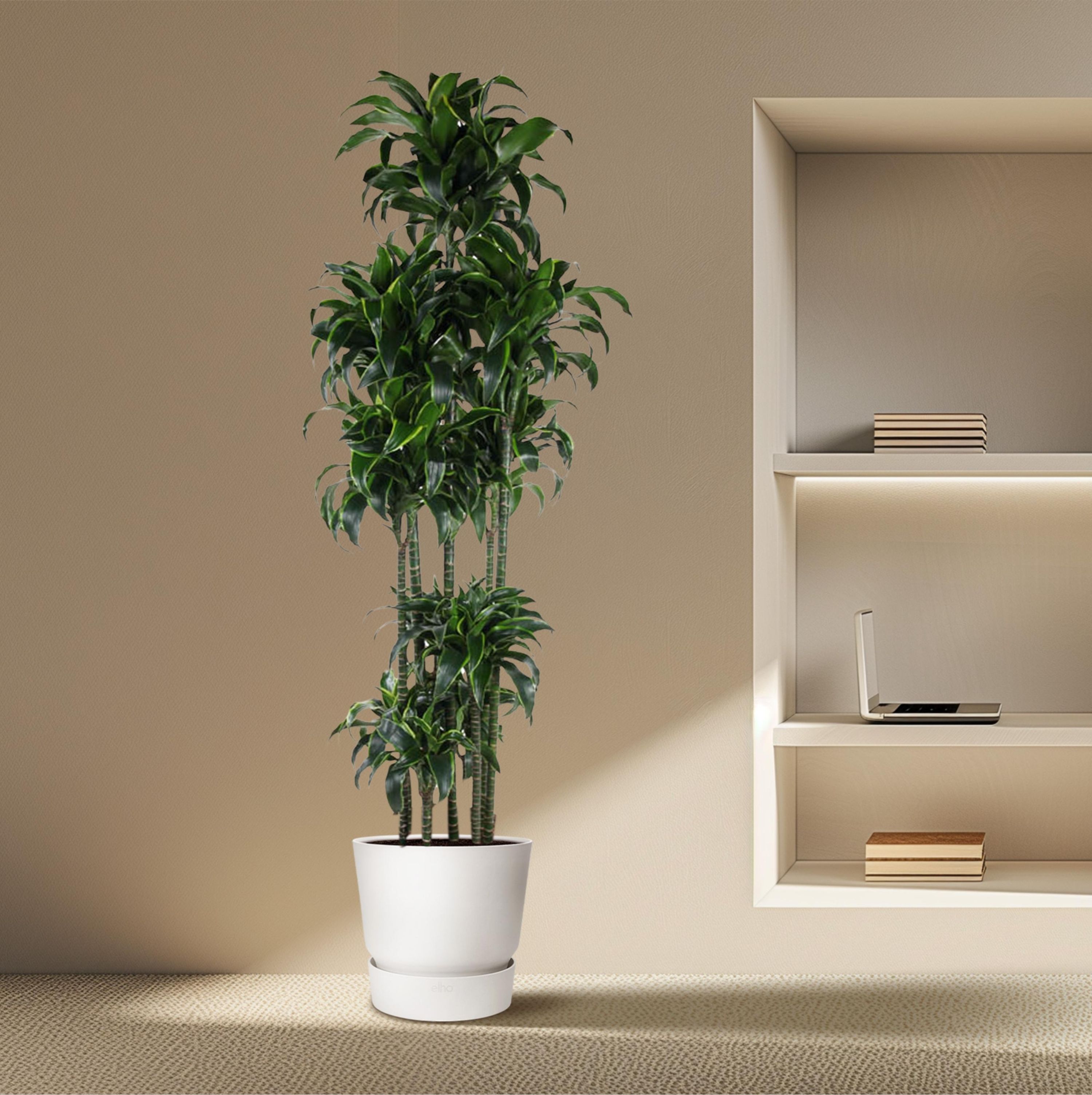 Dracaena Dorado – Elegante Zimmerpflanze mit Goldgrünen Blättern