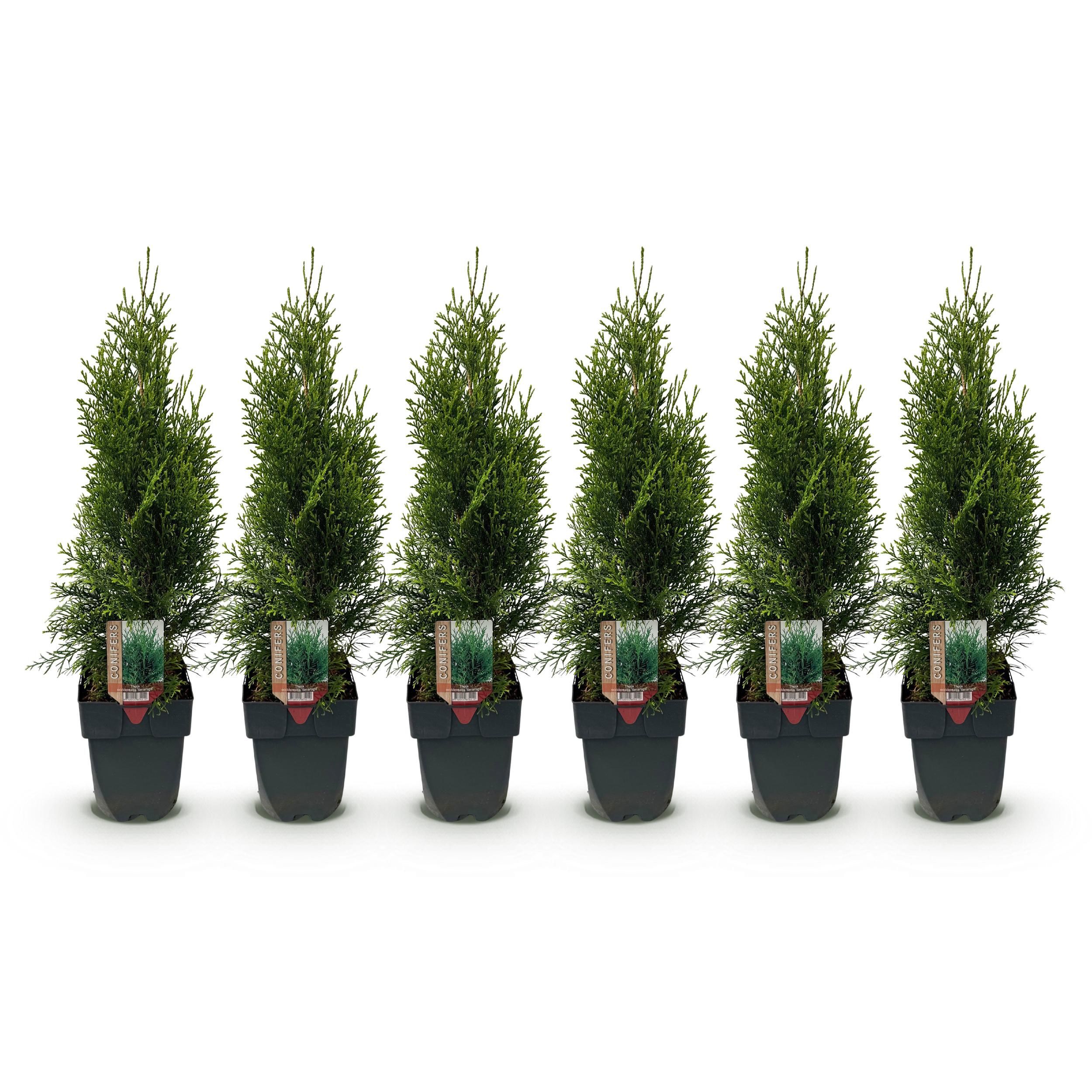 Heckenpflanzen – Thuja occidentalis Smaragd – immergrün | 6 Pflanzen