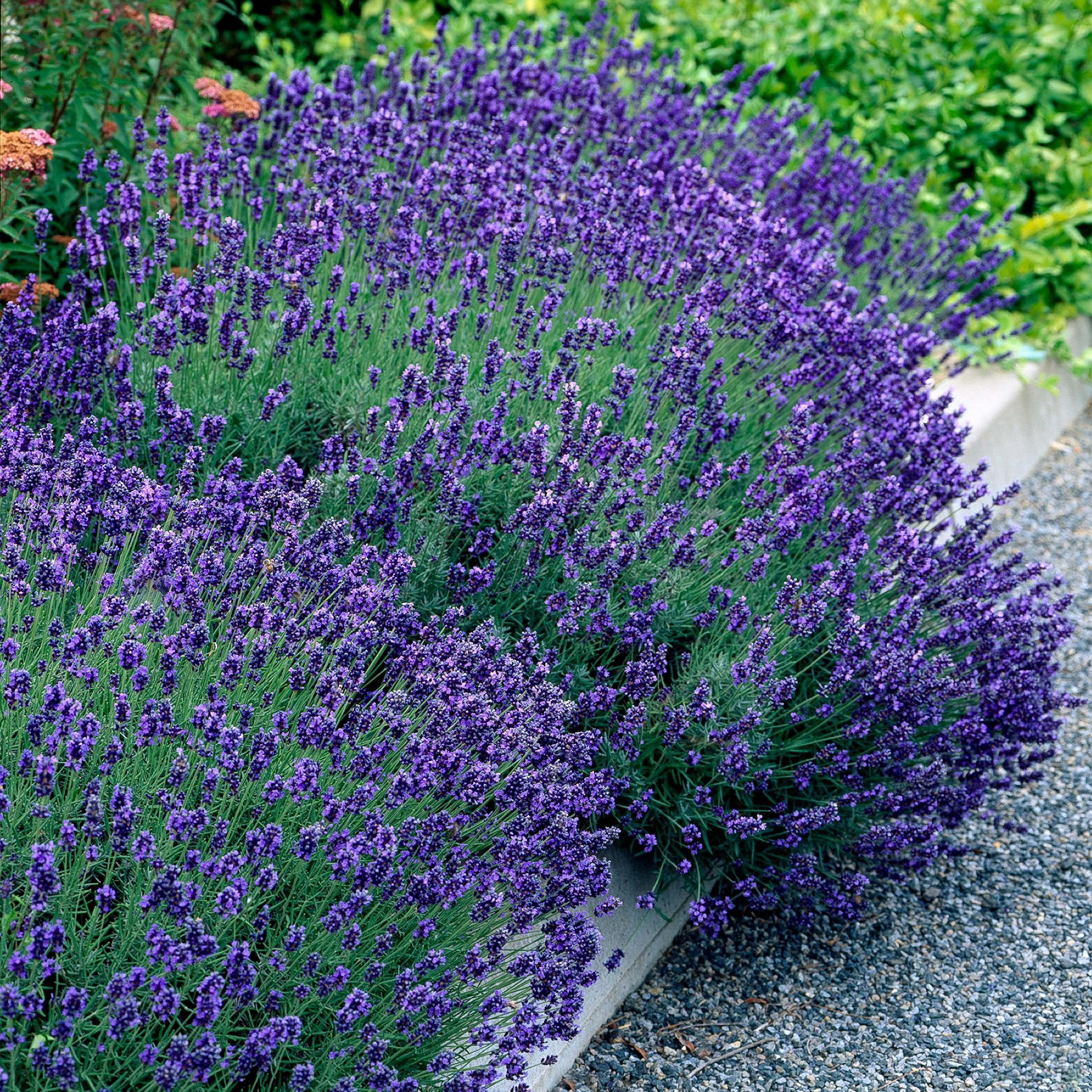 Lavendel Lavandula Angustifolia Hidcote – Immergrün | Grau Blatt | 6 Pflanzen – 1 Meter
