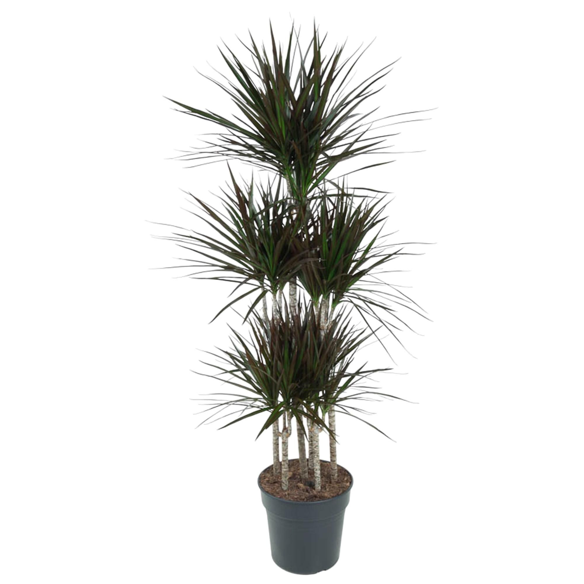 Dracaena Magenta Carrousel Zimmerpflanze
