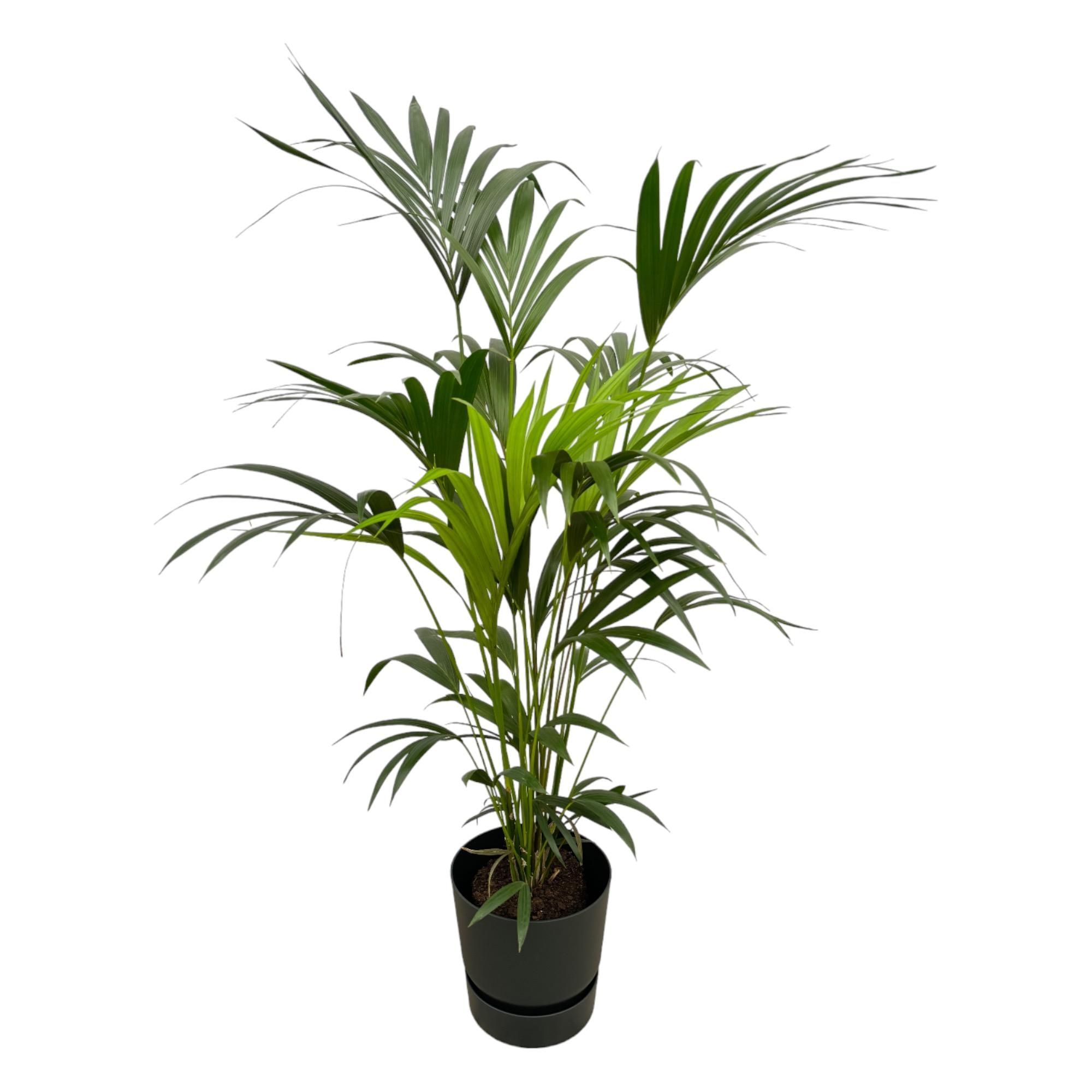 Kentia Palme Elegante Zimmerpflanze