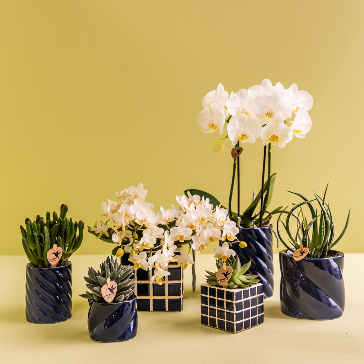 Orchidee Amabilis & Sukkulente Set – Blau mit Ziertöpfen Candy – Blühende Zimmerpflanzen