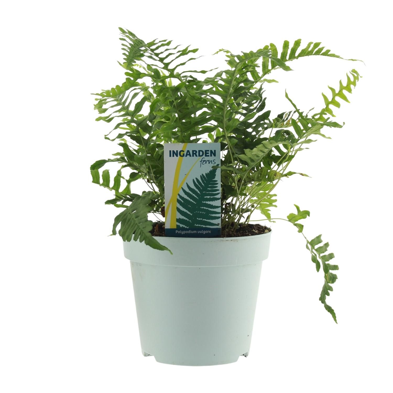 Polypodium Vulgare Farnpflanze
