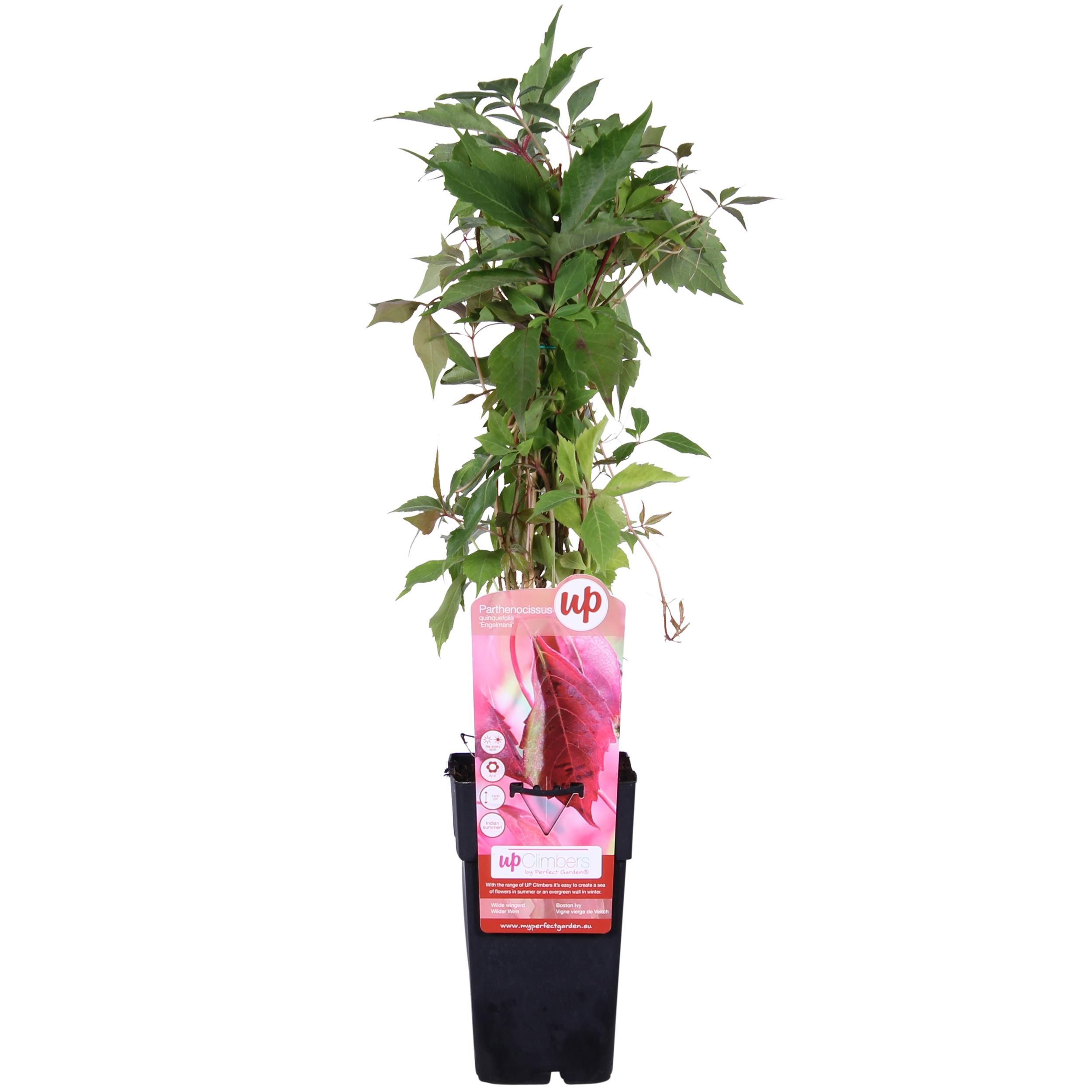 Parthenocissus Engelmannii Kletterpflanze