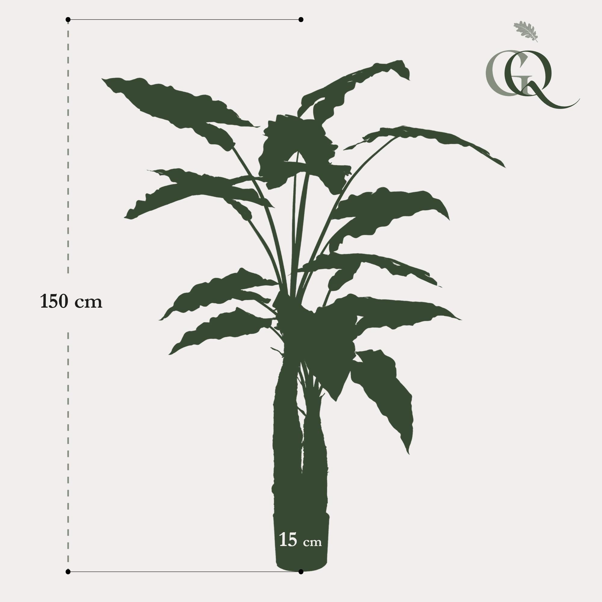 Kunst-Alocasia Pflanze Olifantsoor 150 cm