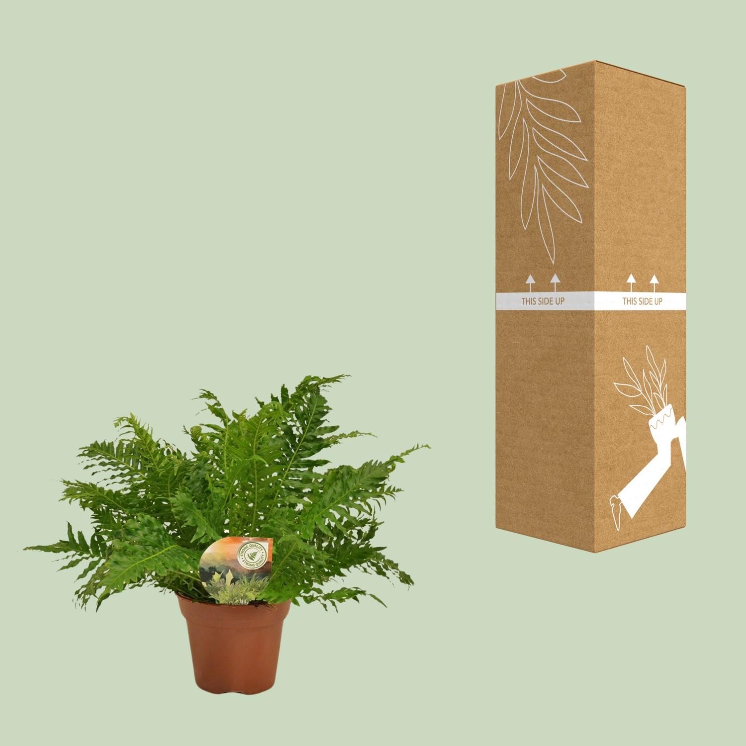 Blechnum Silver Lady Farn - Eleganter Zimmerfarn