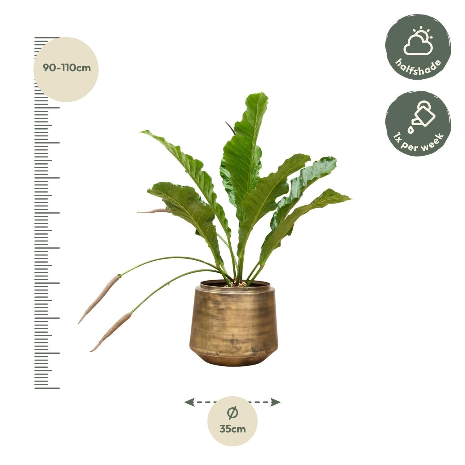 Anthurium Botanical King Zimmerpflanze