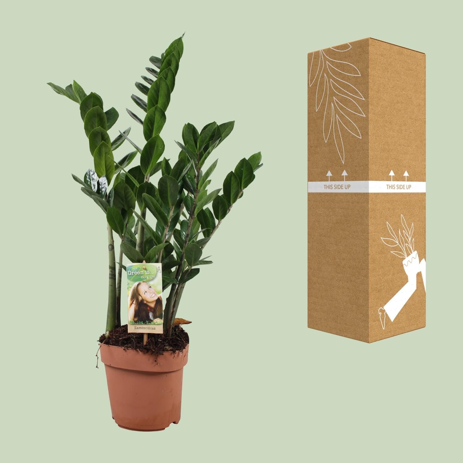 Zamioculcas Zamiifolia Zimmerpflanze