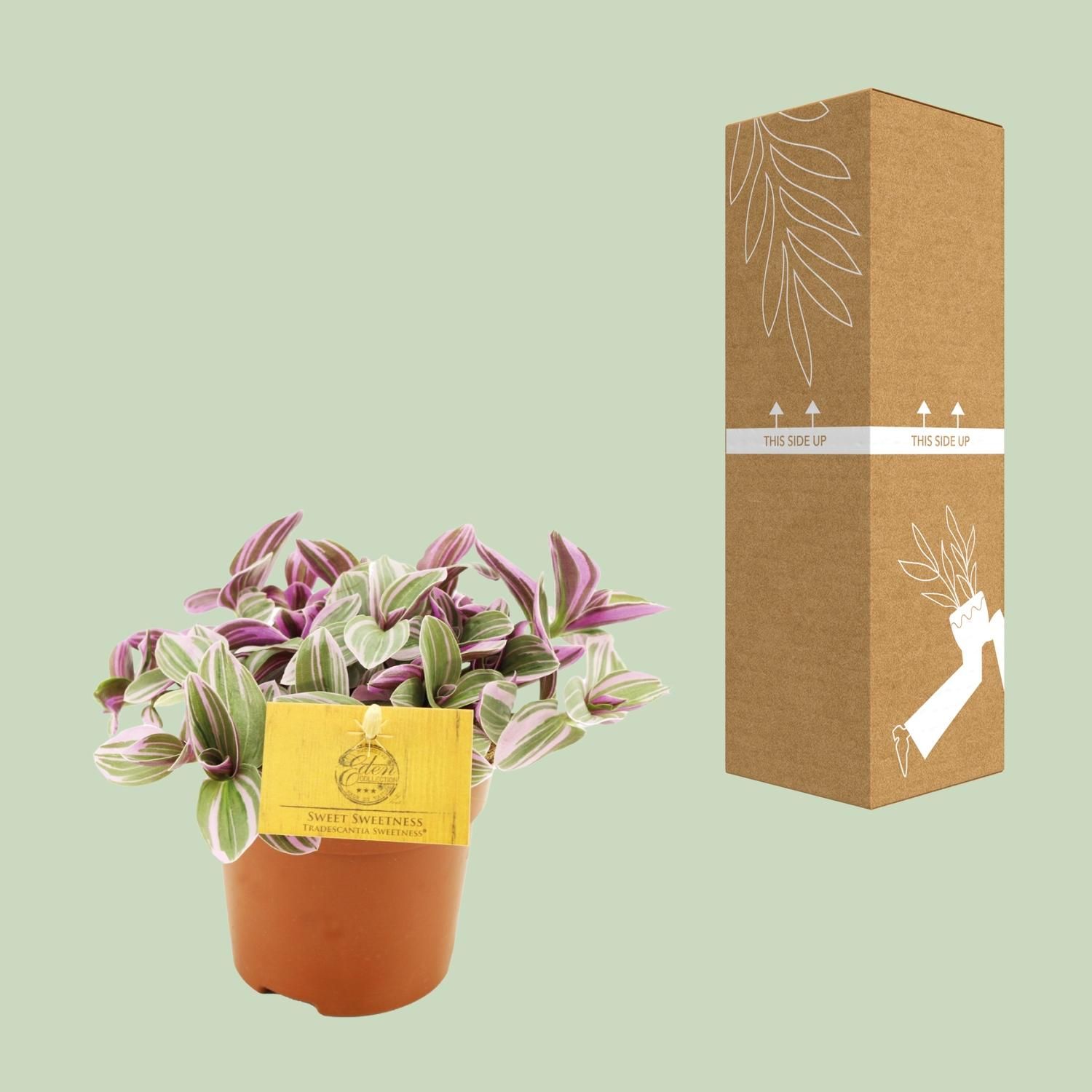 Tradescantia Sweetness – Hängepflanze – Ø10,5cm