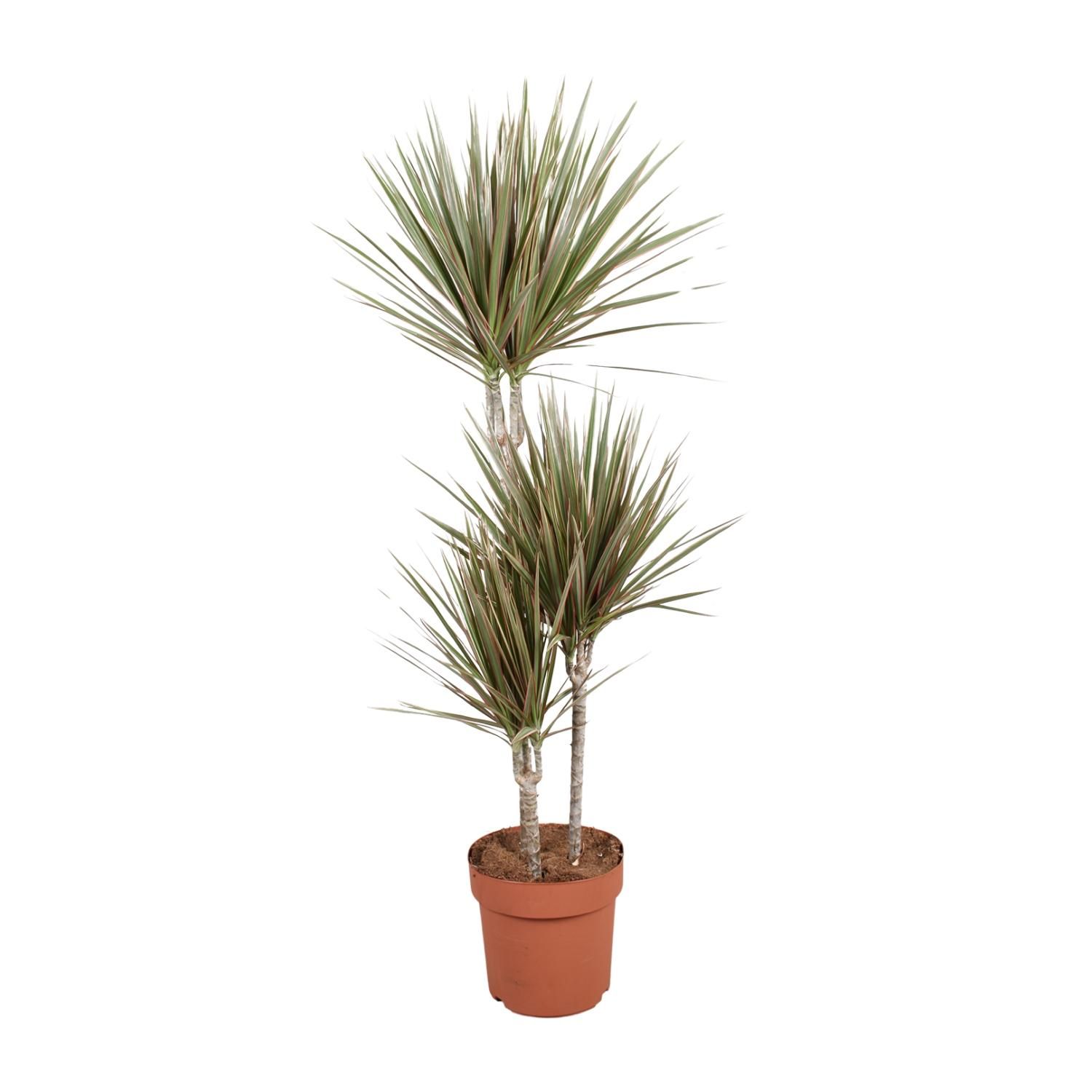 Dracaena Bicolor Drachenbaum