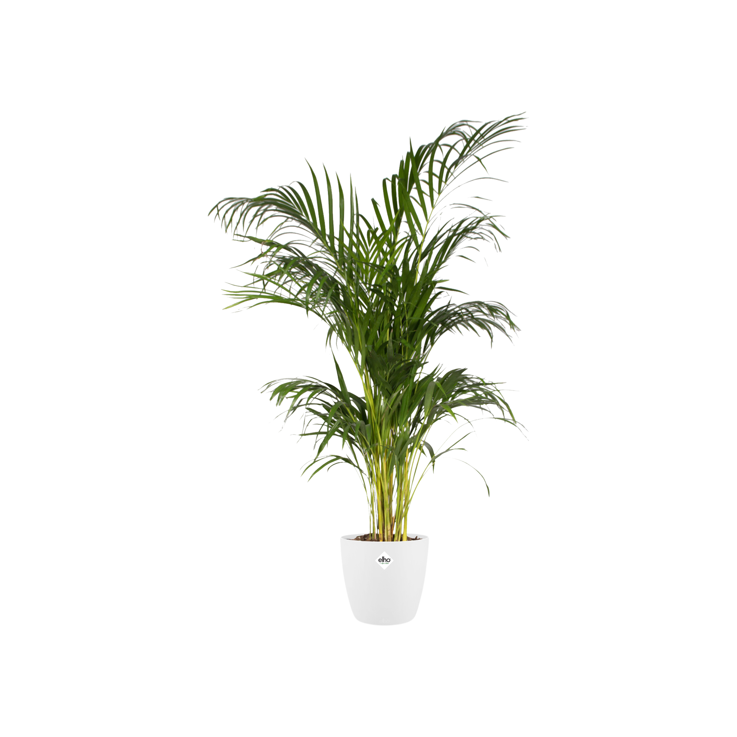 Moderner runder Blumentopf Anthrazit
