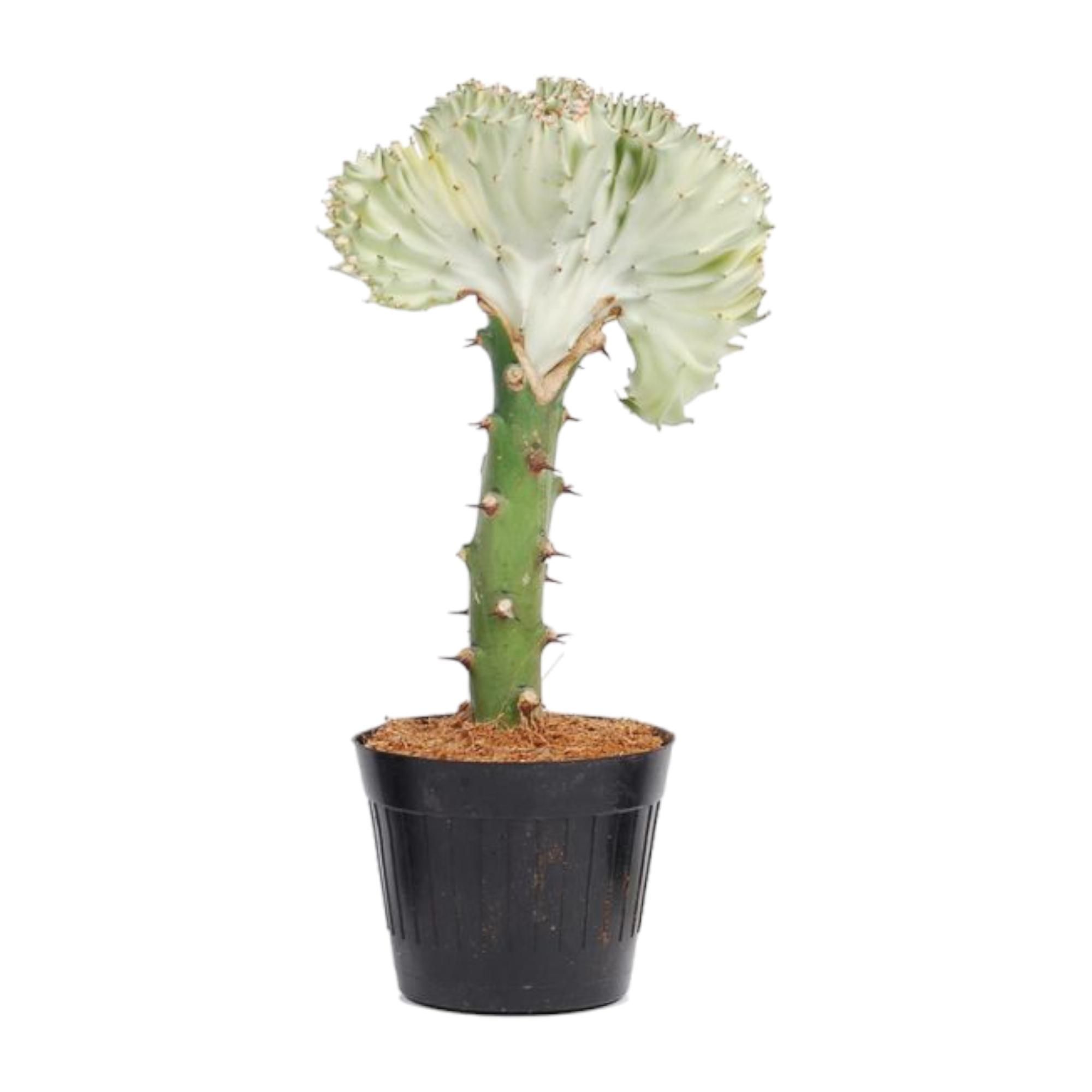 Euphorbia lactea Cristata Korallen-Kaktus Pflanze