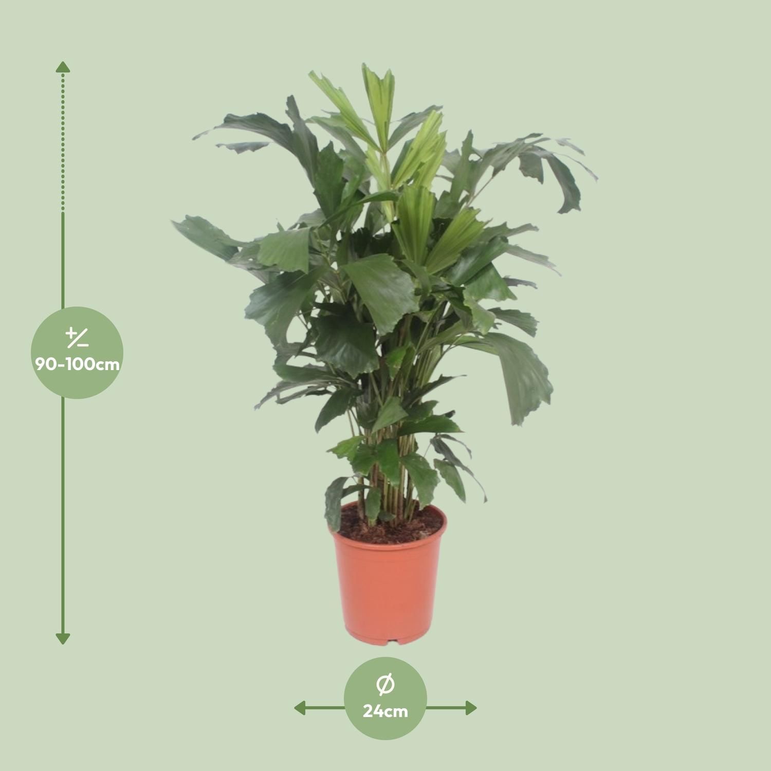 Caryota Mitis Fischschwanzpalme