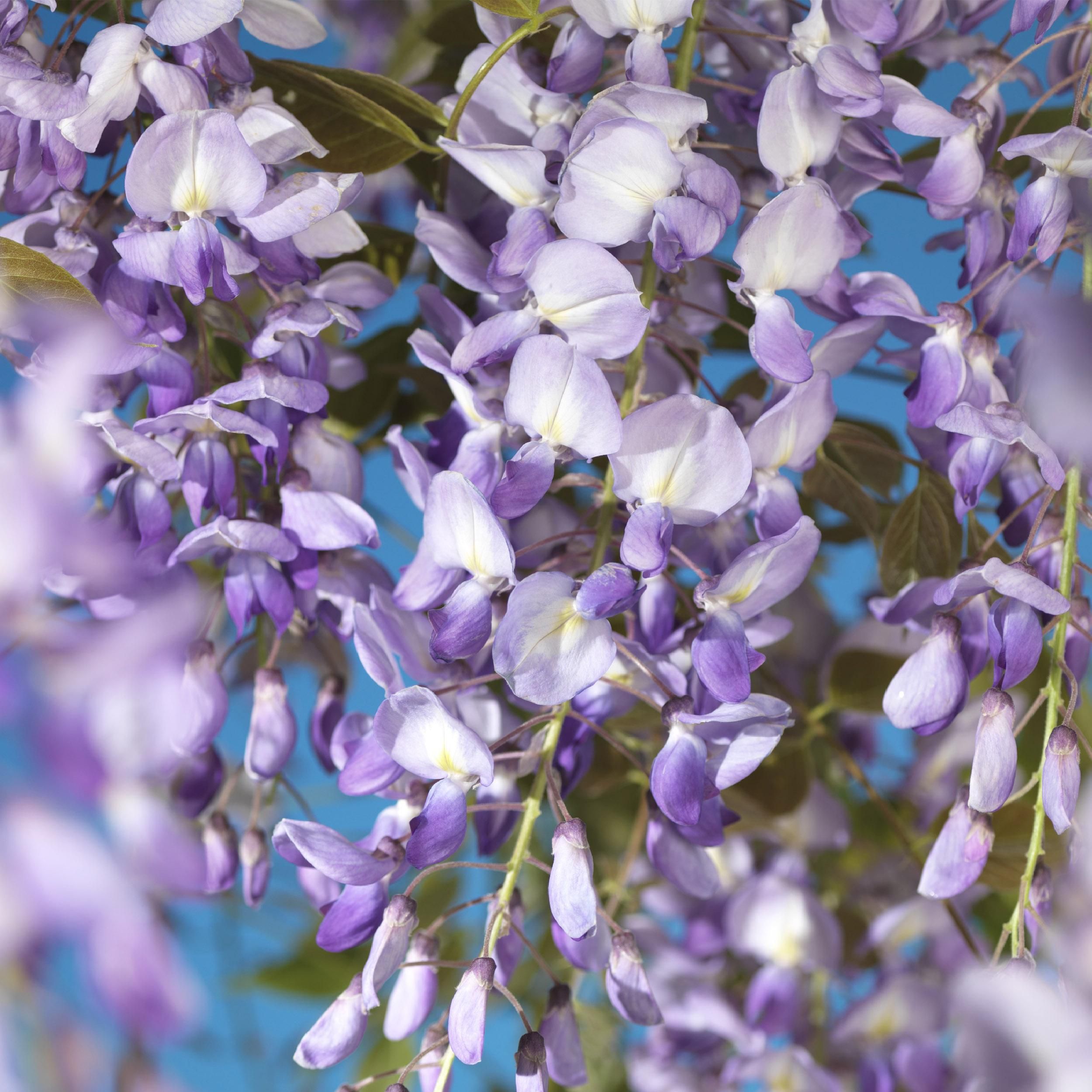 Blauregen Wisteria Floribunda Kletterpflanze
