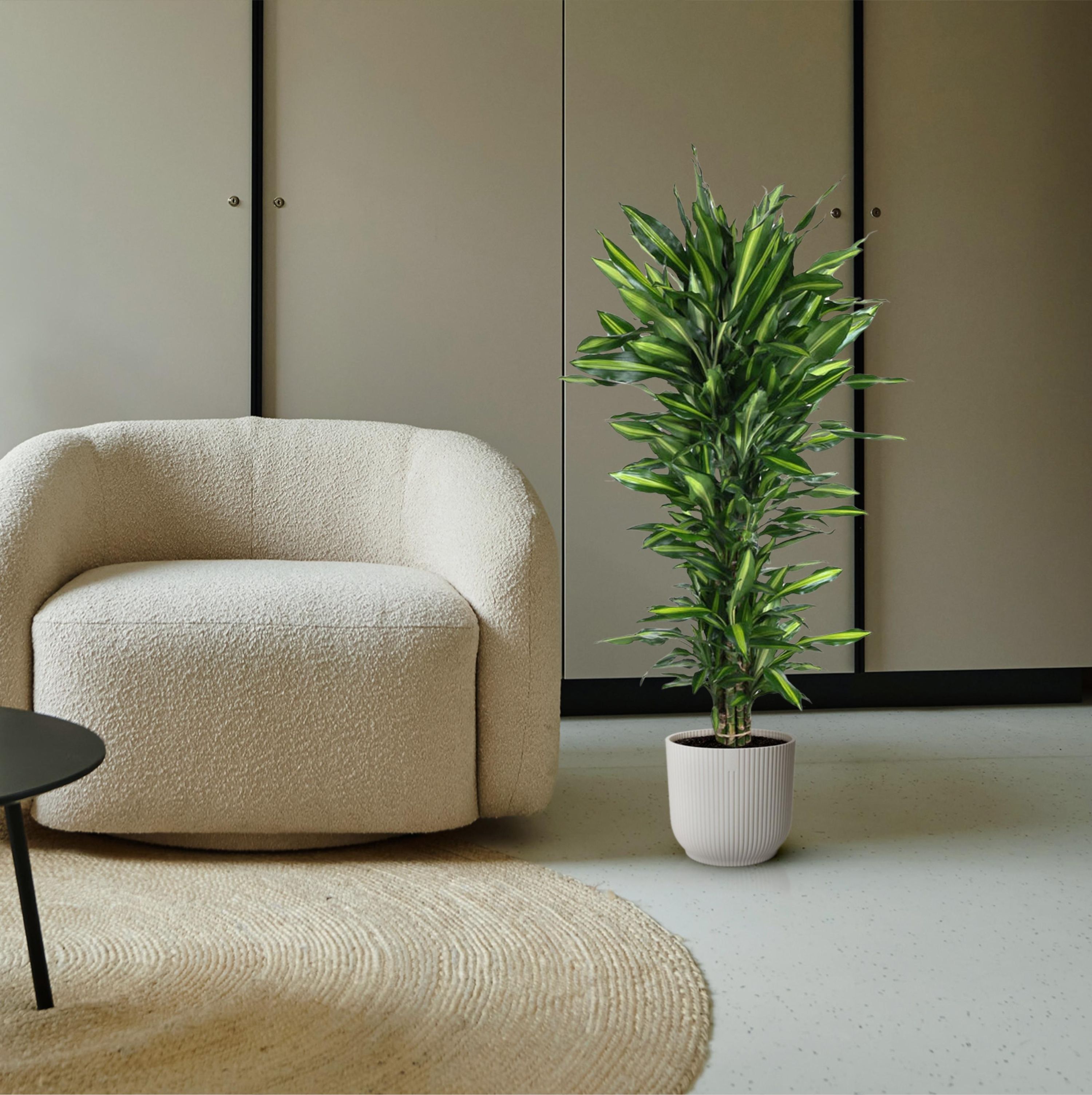 Dracaena Cintho Zimmerpflanze