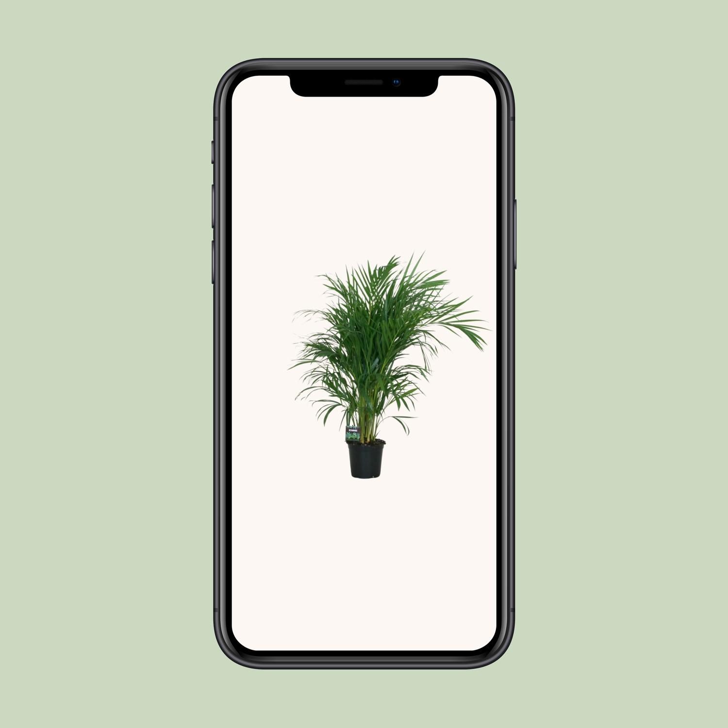 Dypsis Lutescens 120 cm | Zimmerpalme mit Topf Ø19 cm | 100 cm hoch