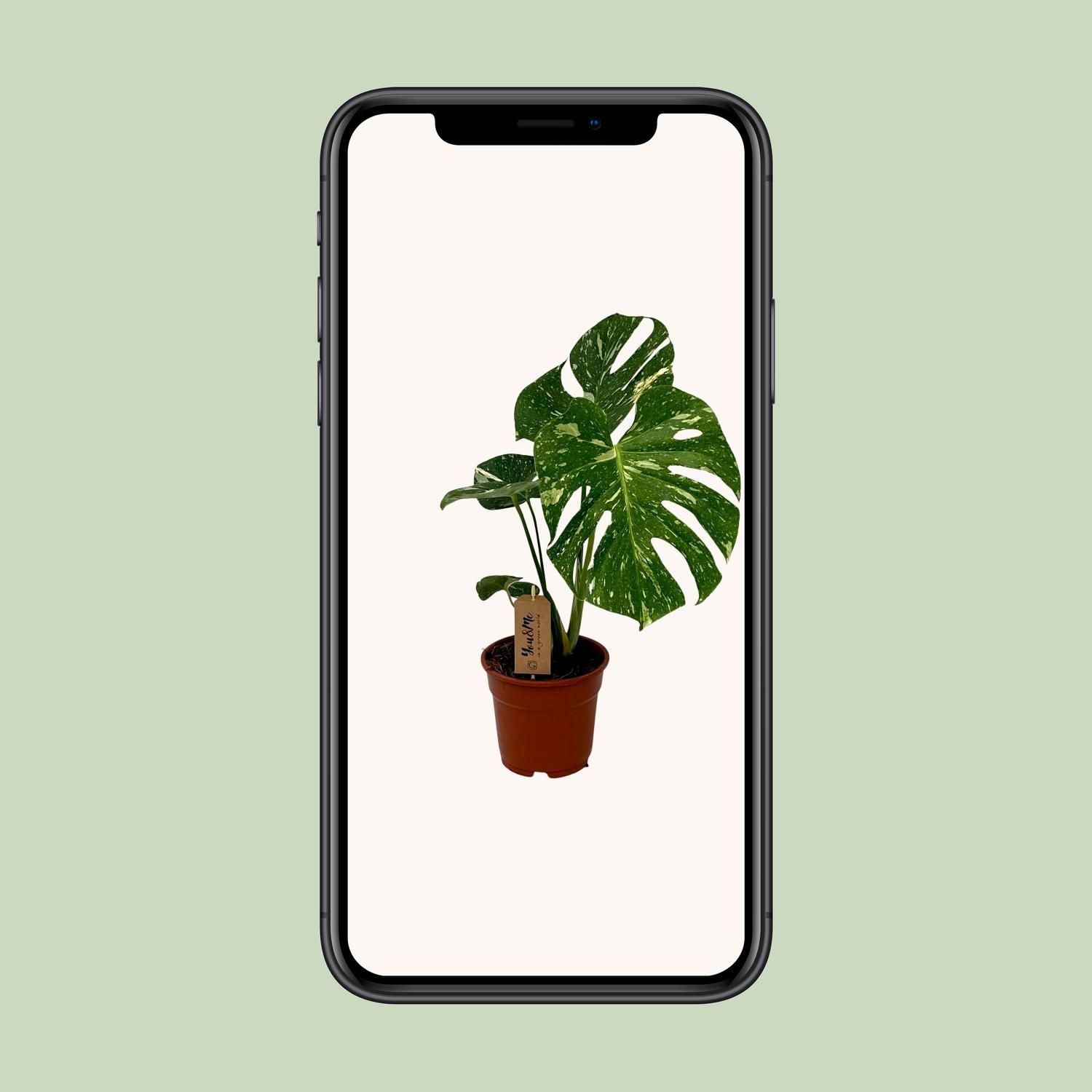 Monstera Deliciosa Zimmerpflanze