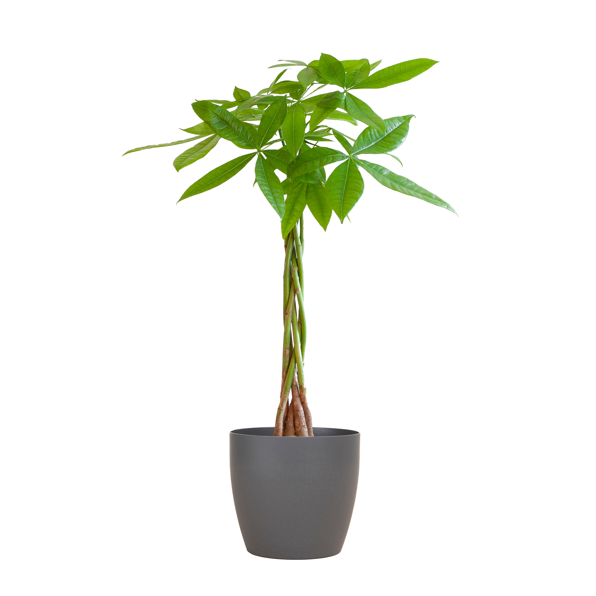 Pachira Aquatica | ca. 80cm Hoch | inkl. Viber Grau Topf