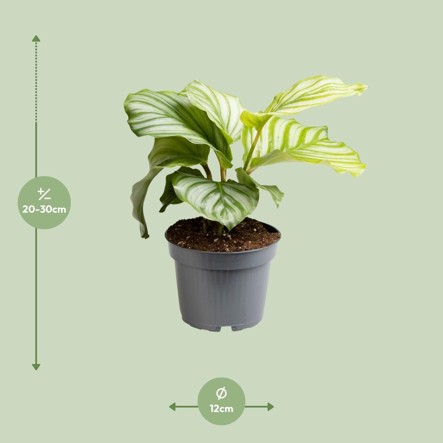 Calathea Orbifolia Zimmerpflanze