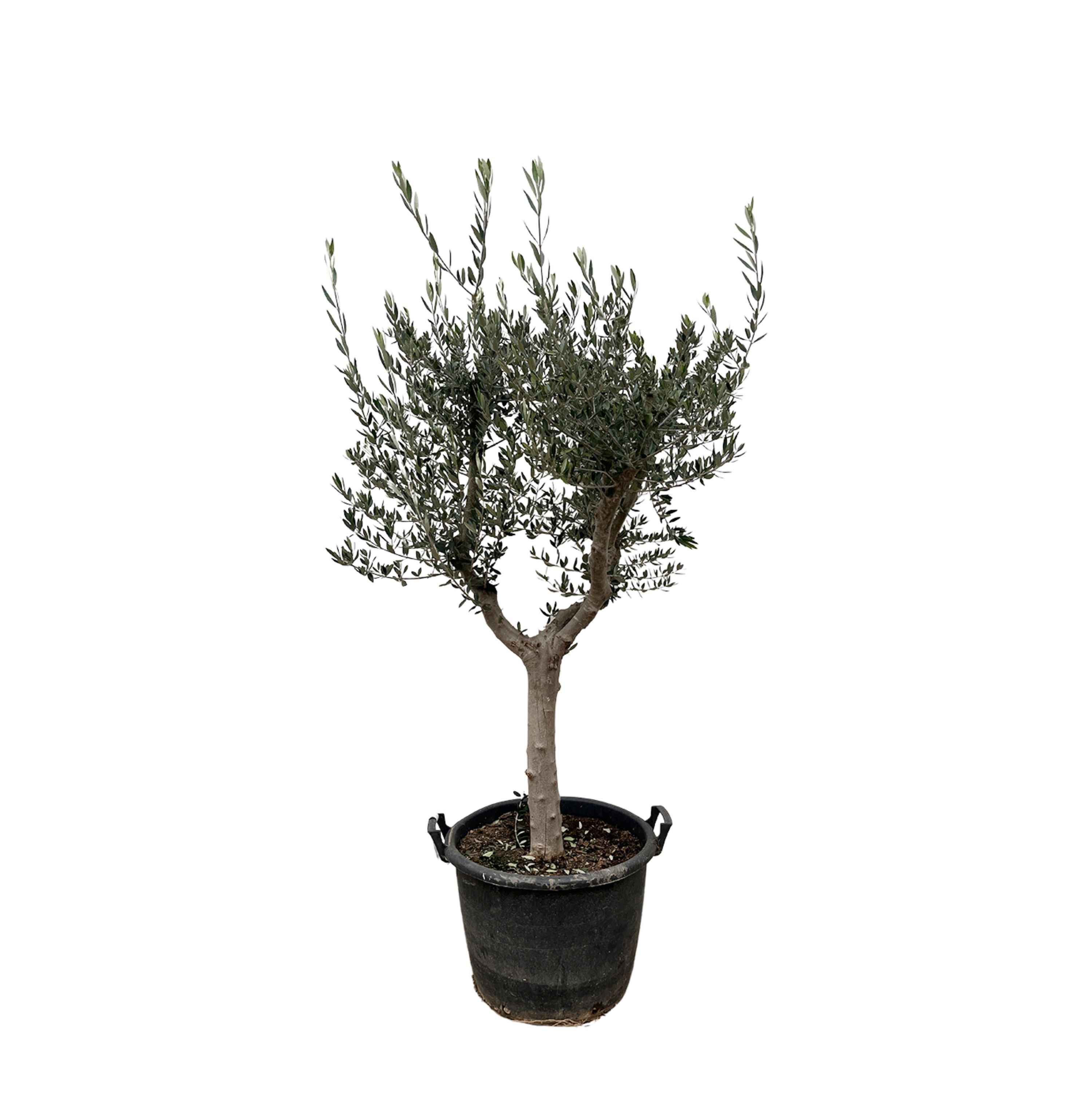 Eleganter Olea Europaea Olivenbaum