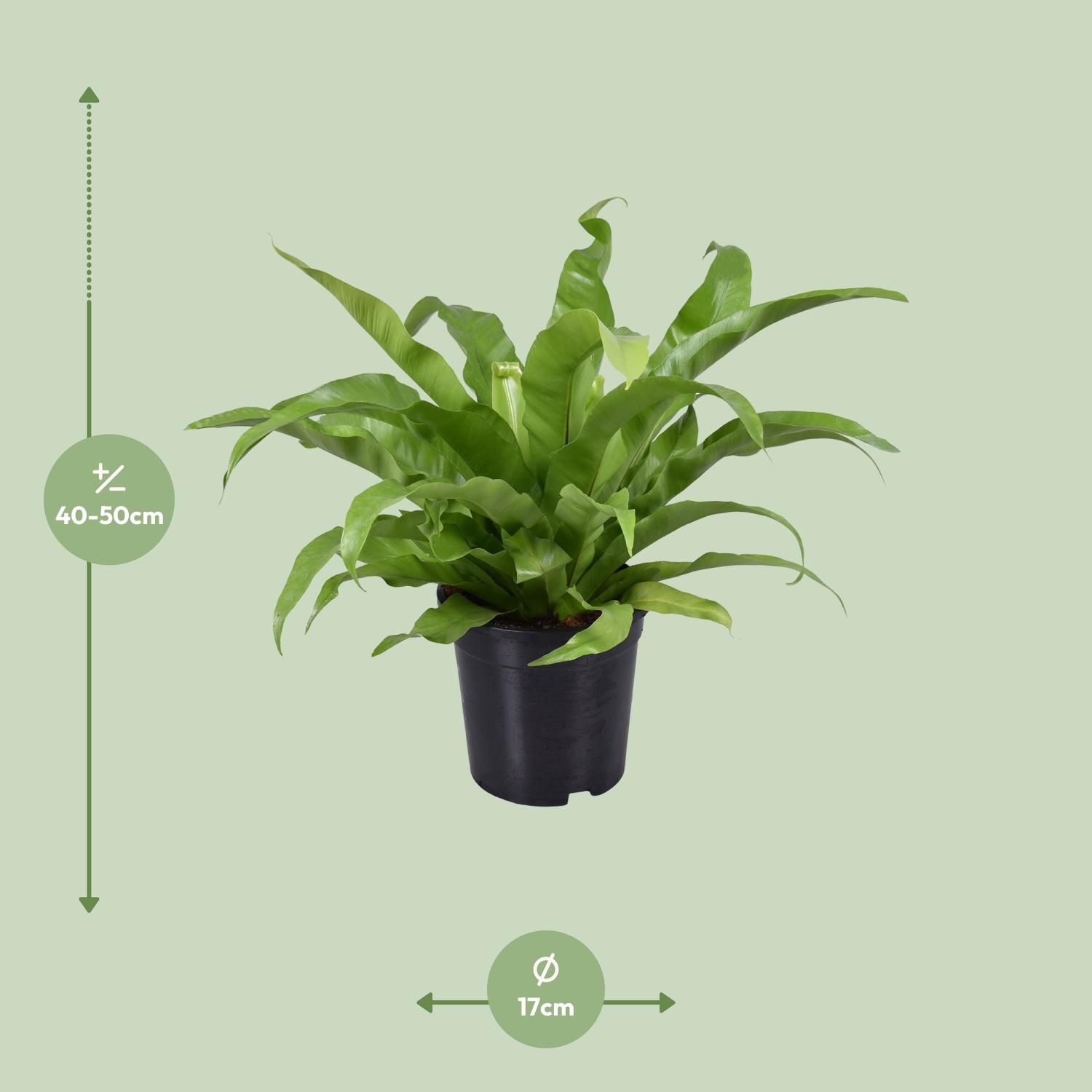 Asplenium Antiquum Vogelnestfarn Zimmerpflanze