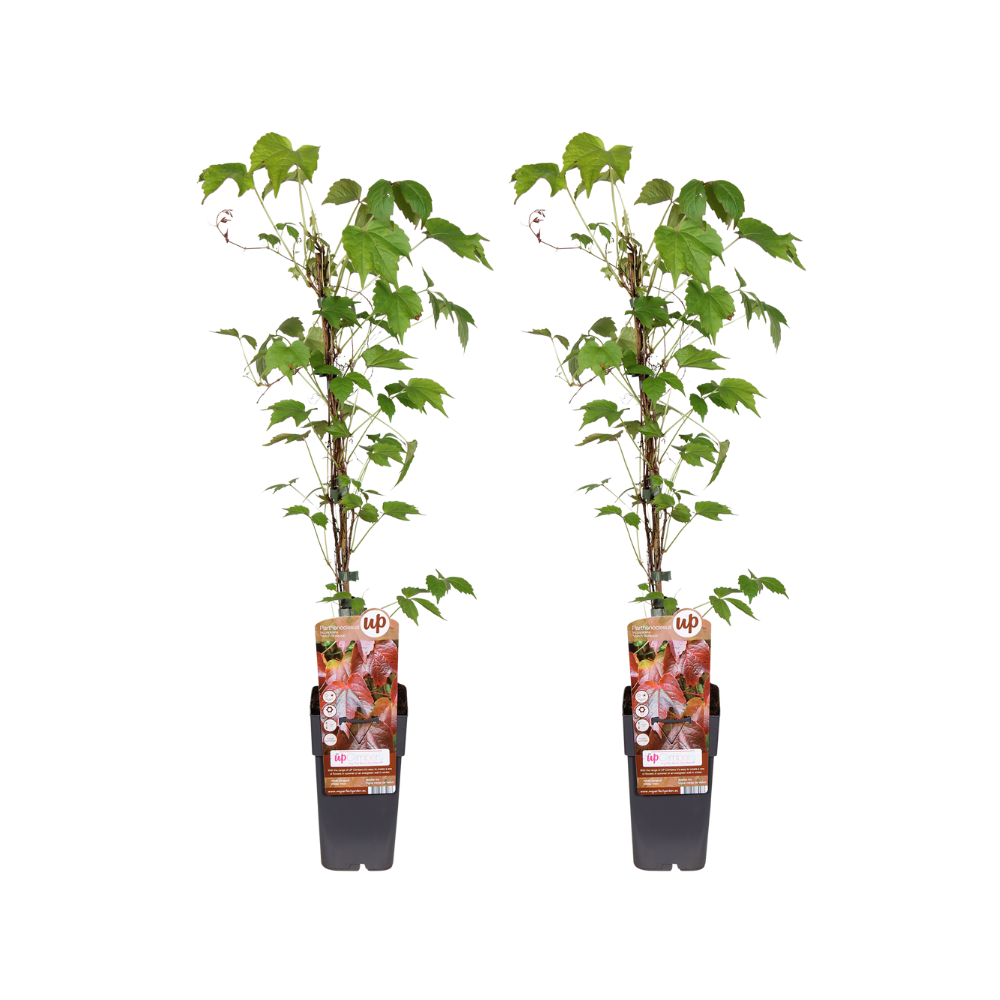 Wilder Wein Veitch Boskoop - 2er Set - Ø15cm Topf