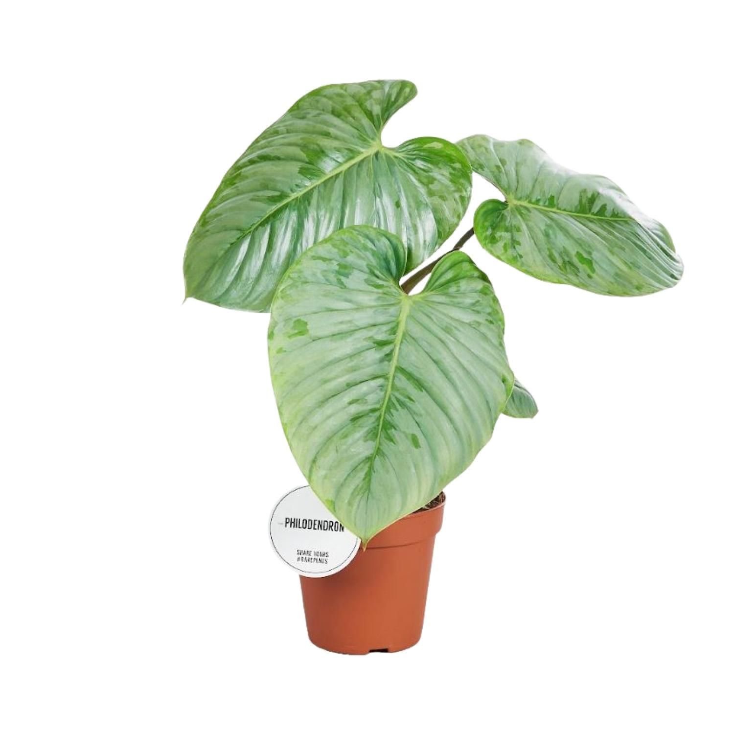 Philodendron Sodiroi Zimmerpflanze
