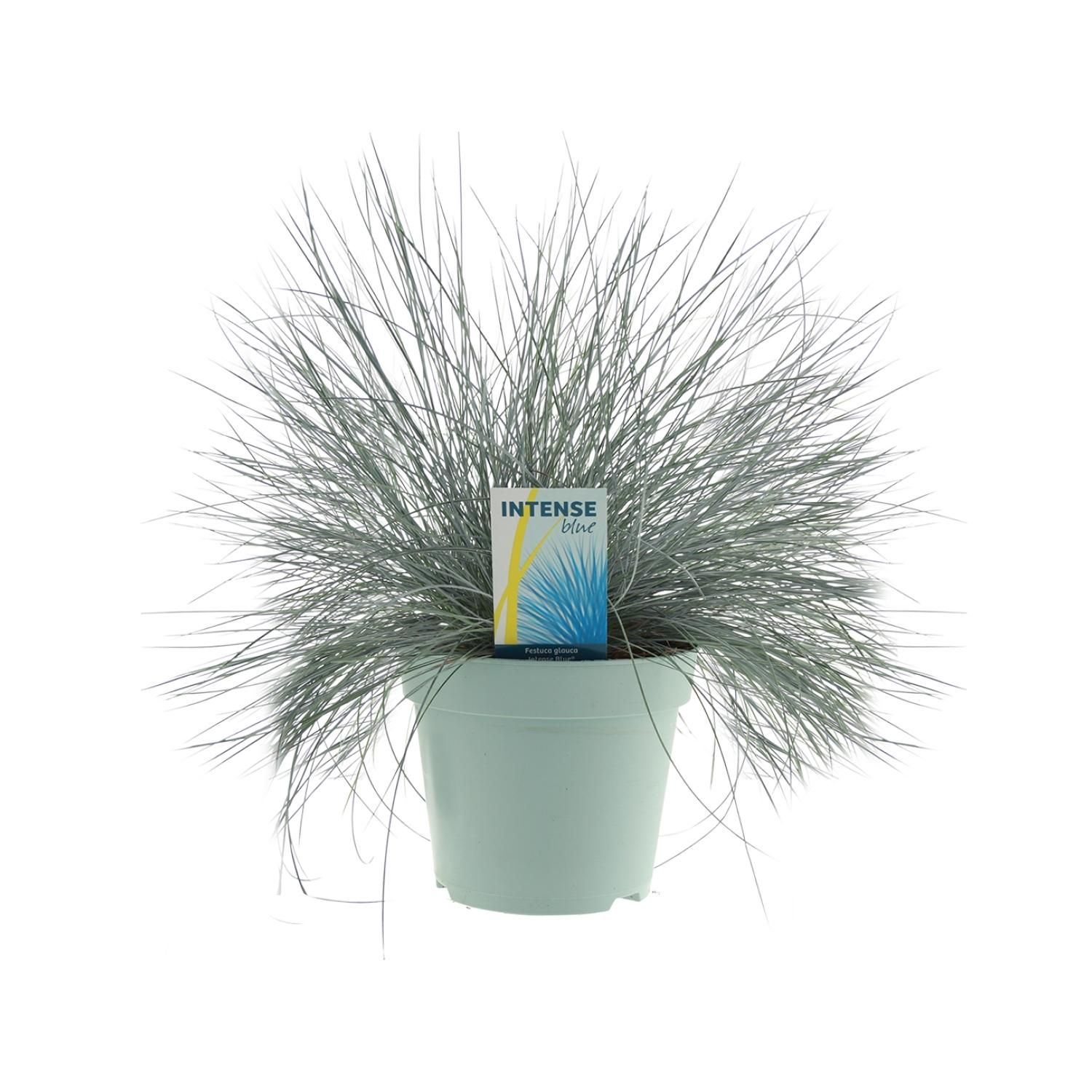 Festuca Glauca Ziergras Intense Blue