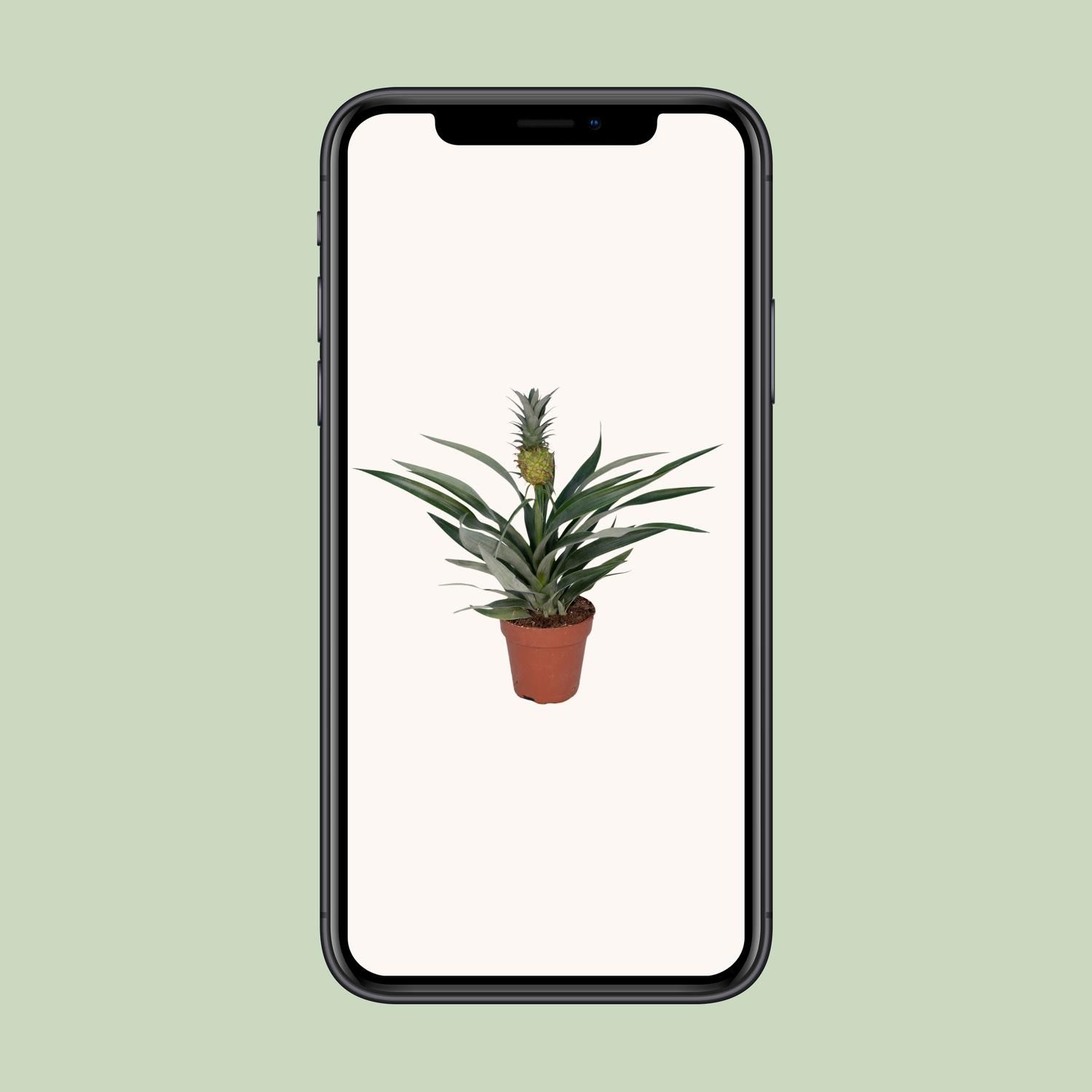 Tropische Bromelia Ananas Zimmerpflanze