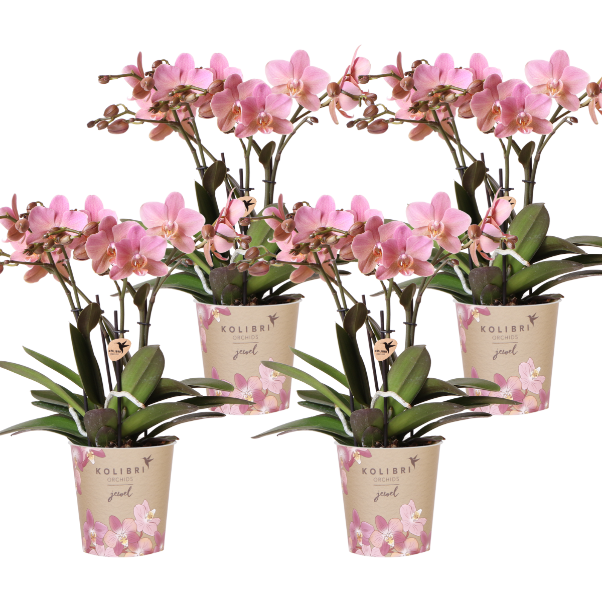 4er Set Orchideen Phalaenopsis – Blühende Zimmerpflanze – Topf Ø12cm
