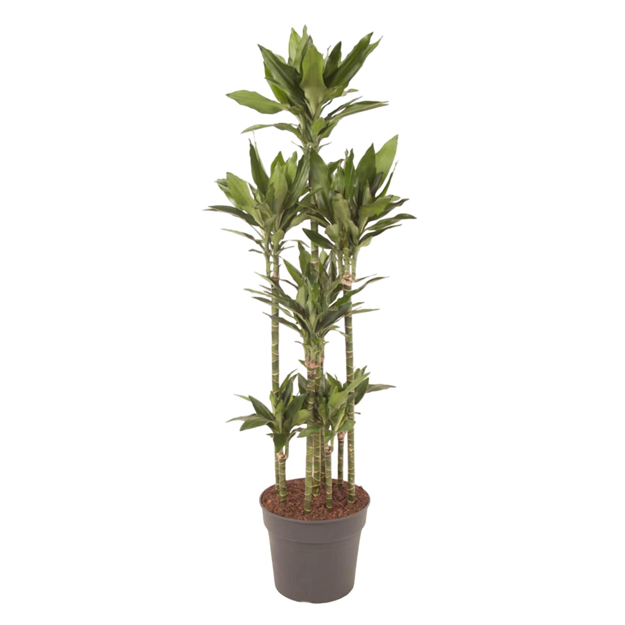 Dracaena Janet Craig Carrousel Zimmerpflanze