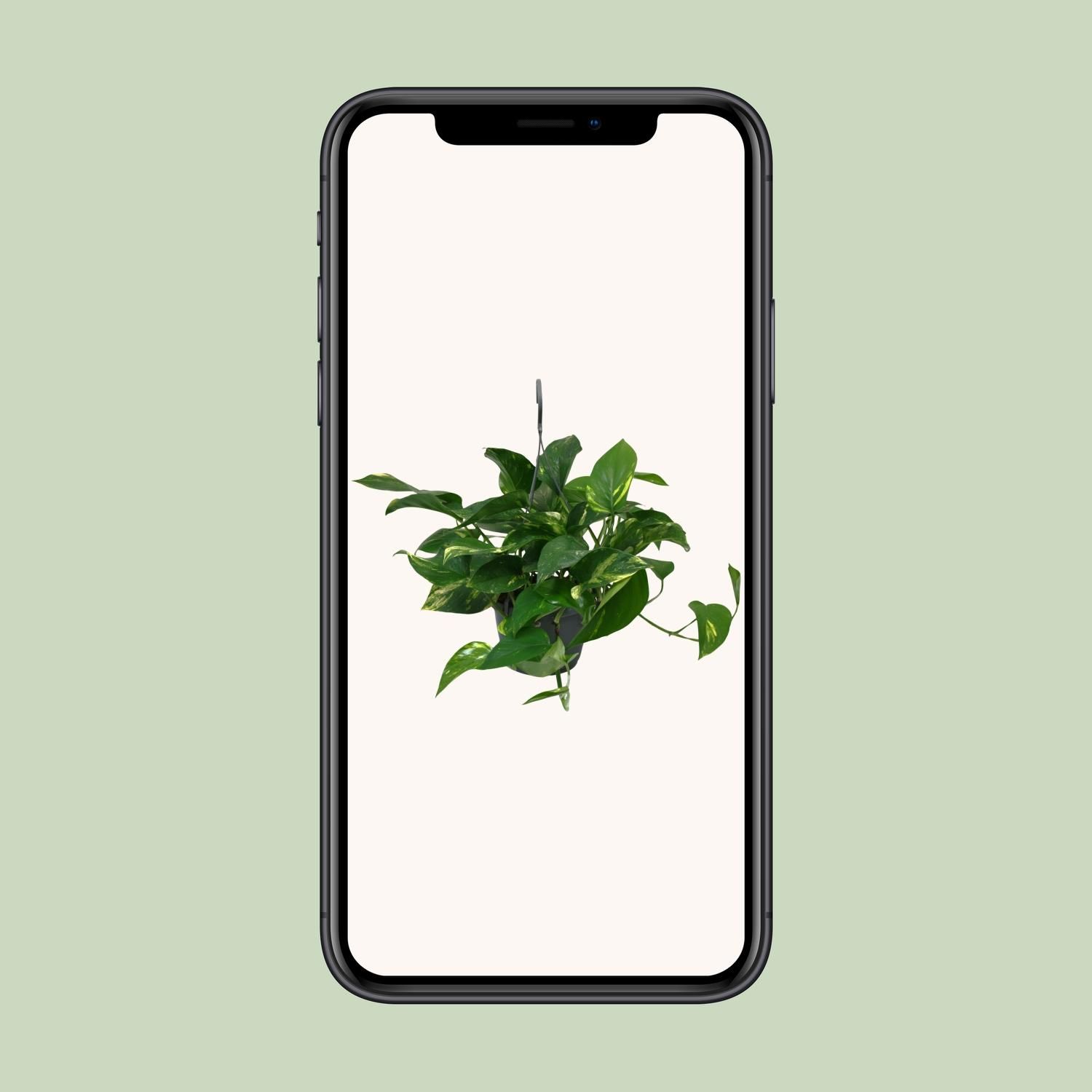 Scindapsus Epipremnum Zimmerpflanze