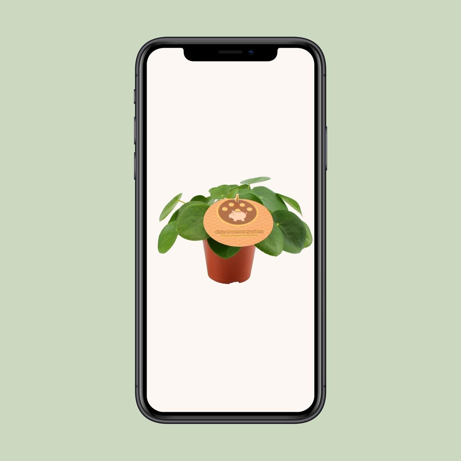 Pilea Peperomioides - grüne Aluminium-Pflanze
