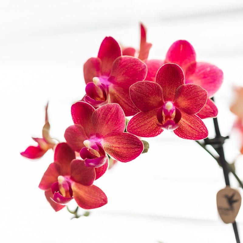 Phalaenopsis Orchidee Congo im Diabolo Travertin Topf