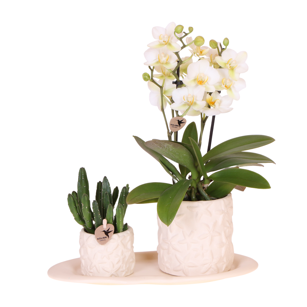 Pflanzenset Star Fish Small – Orchidee, Sukkulente, Keramiktopf & Tablett