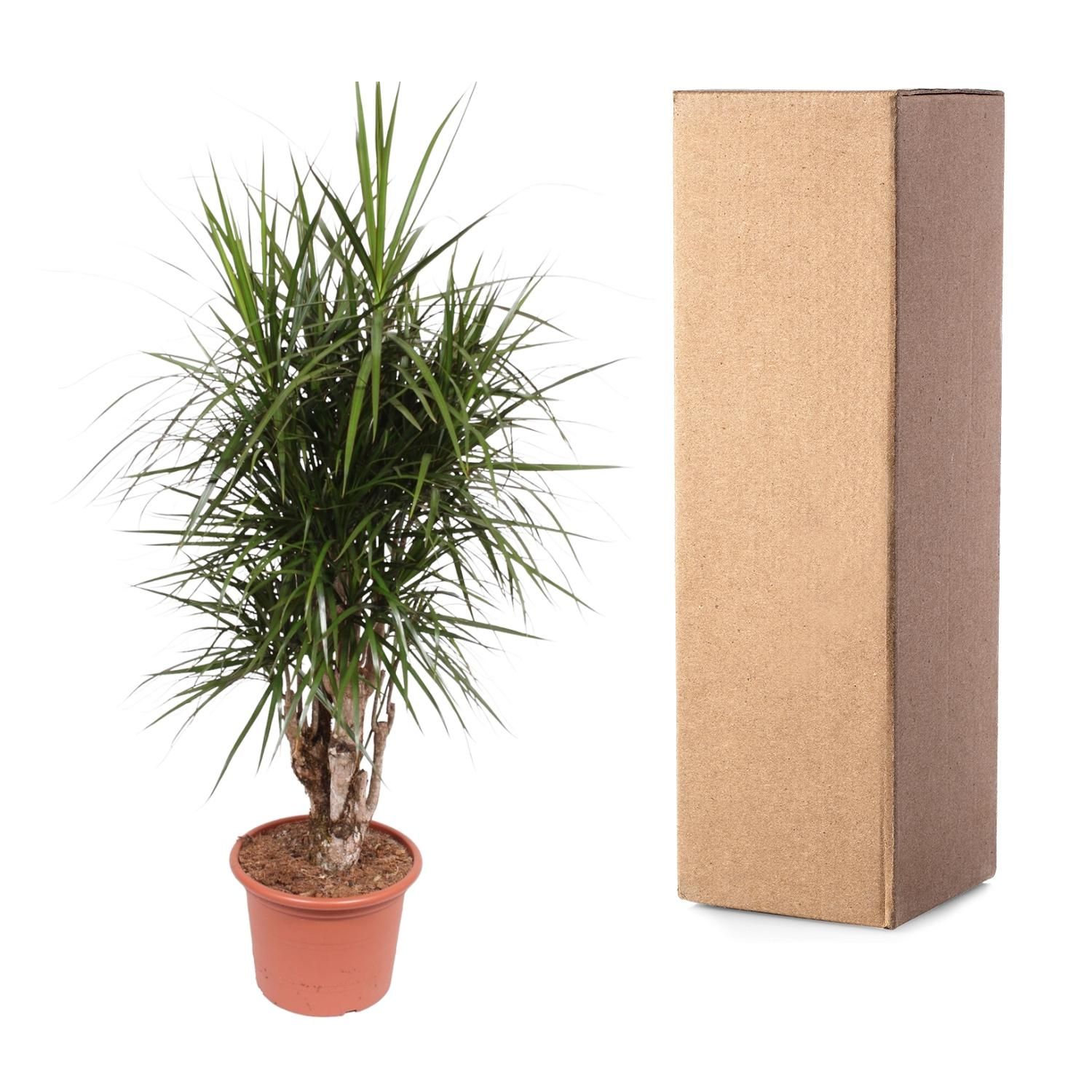 Dracaena Marginata verzweigt Zimmerpflanze