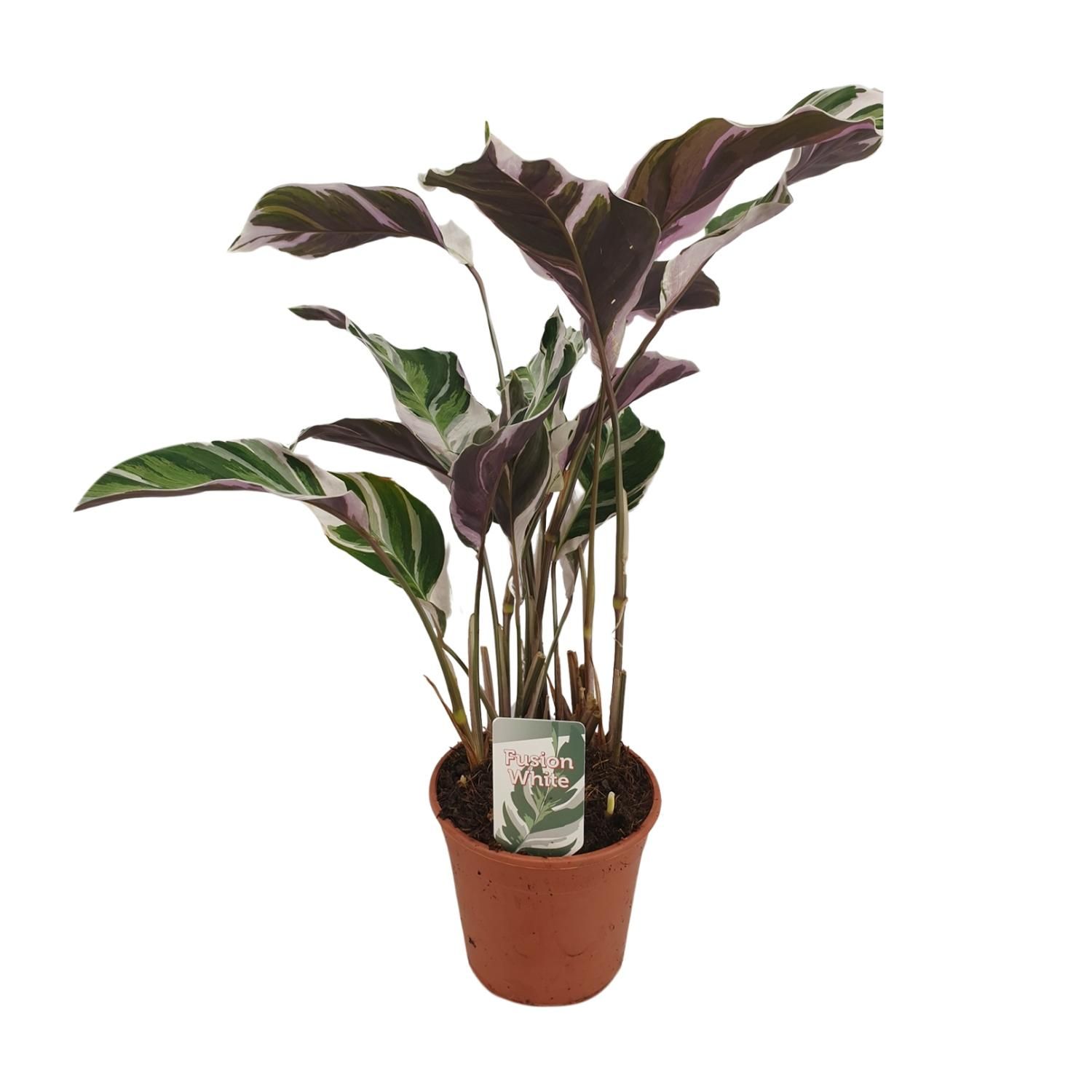 Calathea Fusion White Basic Zimmerpflanze