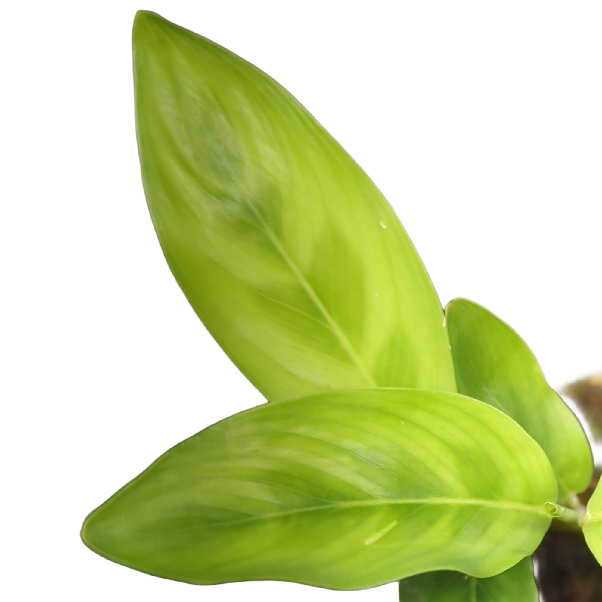 Calathea leopardina chrysobery + selbstbewässernder Übertopf