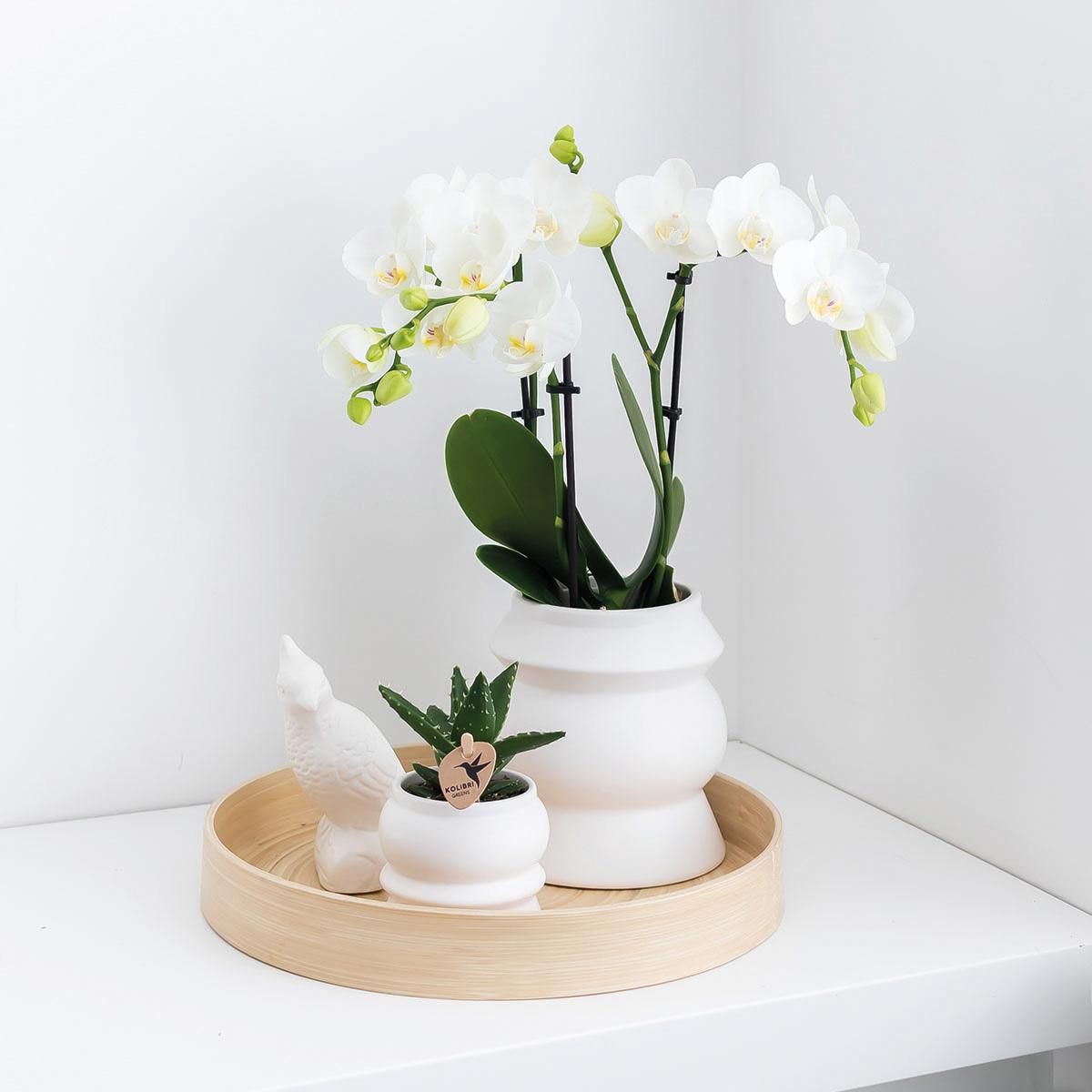Kolibri Orchideen Überraschungsbox - Vielfältige Orchideen Qualität