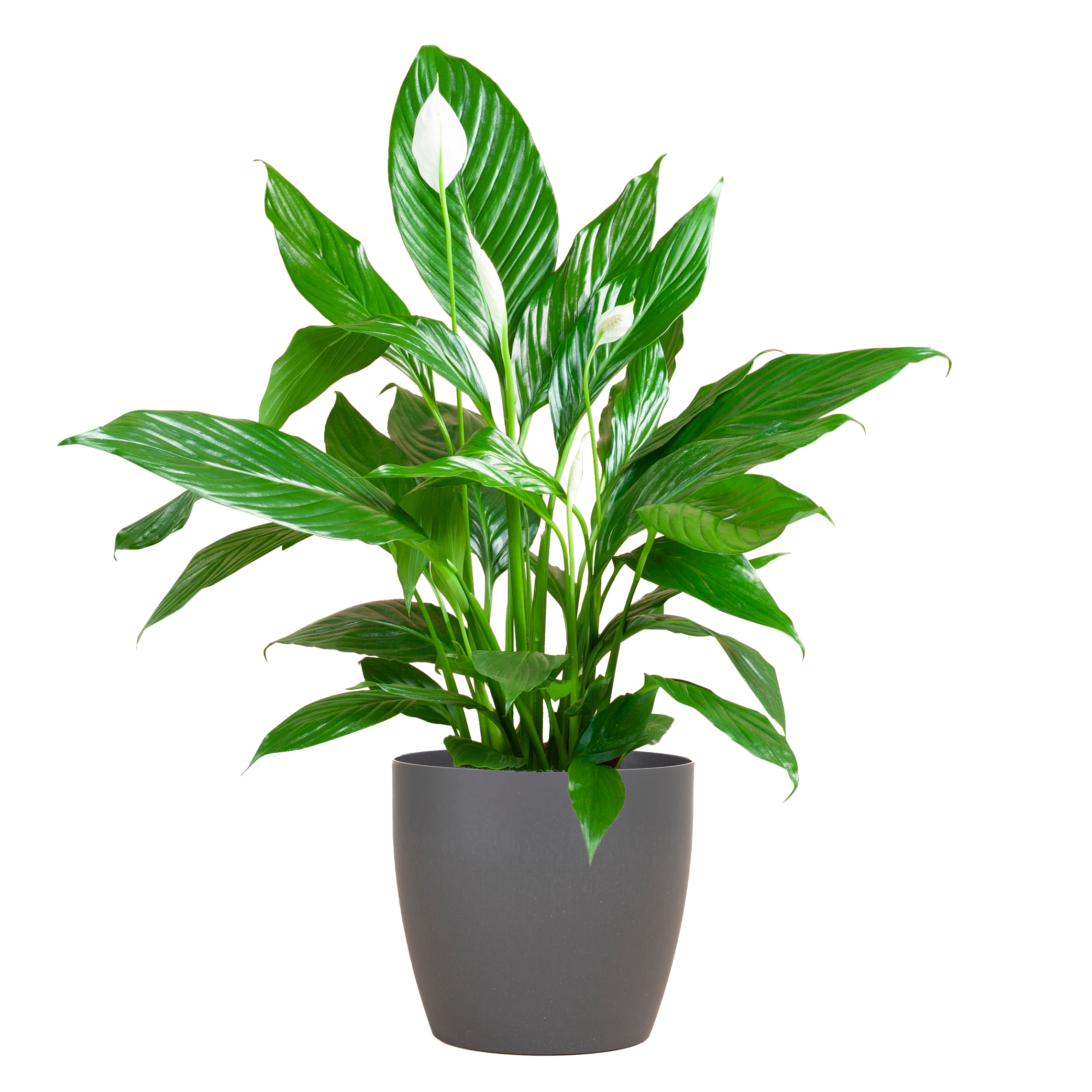 Spathiphyllum mit grauem Topf – Friedenslilie für Zuhause – 80cm – Ø21