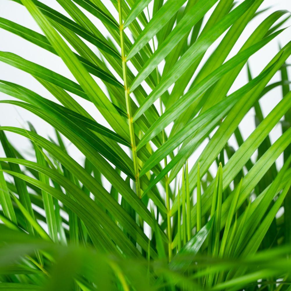 Areca Palme mit dekorativem Korb