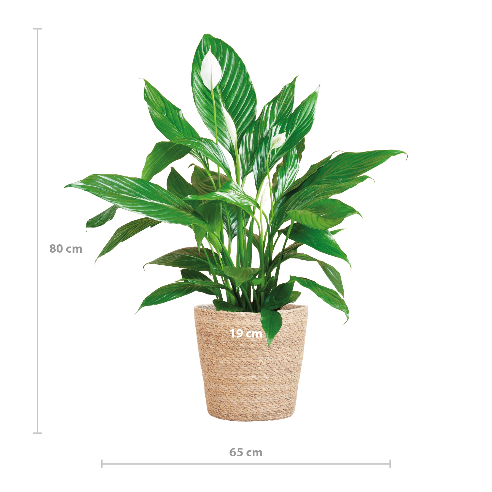 Spathiphyllum mit Korb Sofia – 80cm – Ø21cm