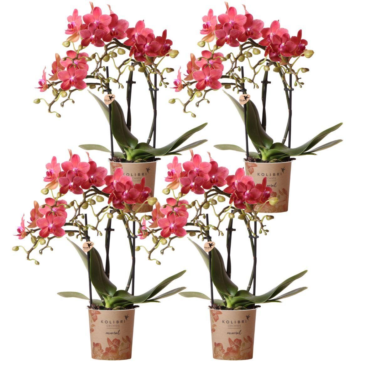 Phalaenopsis Orchidee Congo im 4er-Set