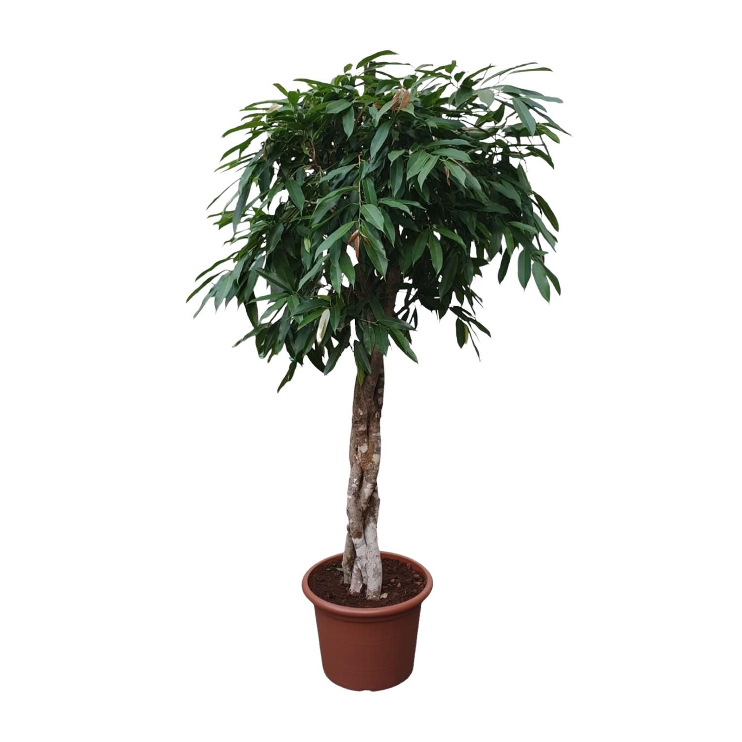 Ficus Amstel King mit geflochtenem Stamm