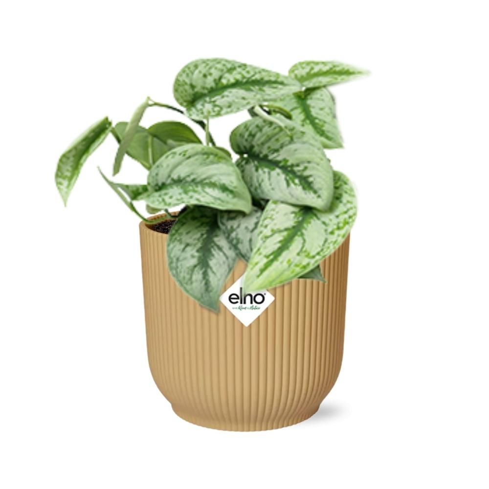 Scindapsus Pictus 'Trebie' Pflanze